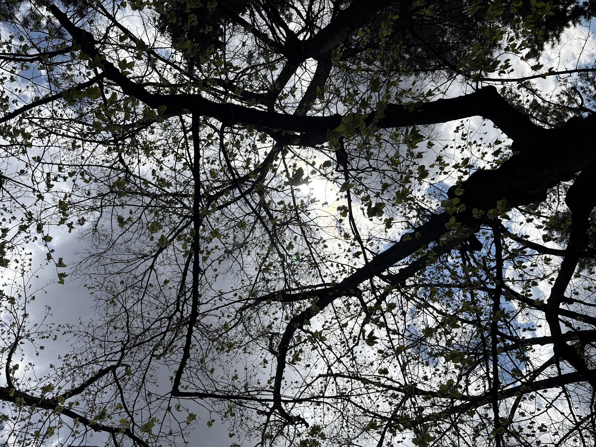 The image, taken from a low angle, shows tree branches and foliage silhouetted against a cloudy sky. Sunlight shines through the branches. It appears to be located in Stara Zagora, Bulgaria. The presence of trees suggests a park or green area within the city. The sky is partially covered with clouds, indicating overcast weather conditions.