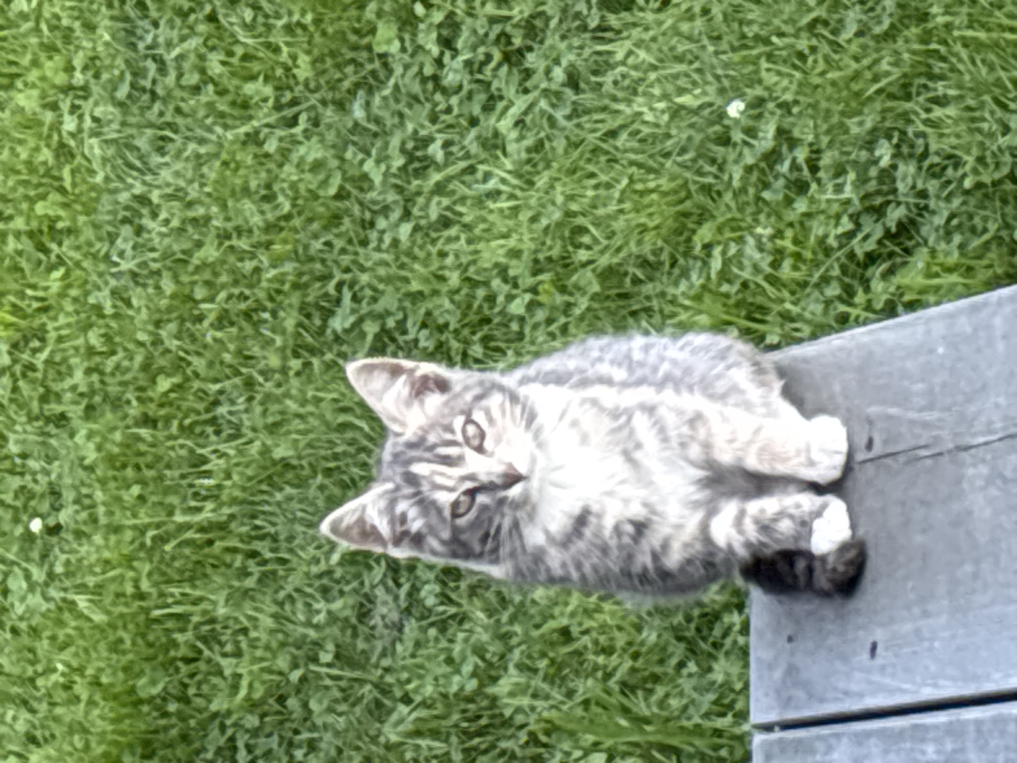 A grey and white tabby kitten sits on a wooden surface outdoors, with a background of green grass. The kitten is facing the camera, with its tail curled around its paws. The wooden surface appears to be part of a bench or table. The grass is lush and green, with a few small white flowers visible. The image was taken in Zvenigorod, Russia.