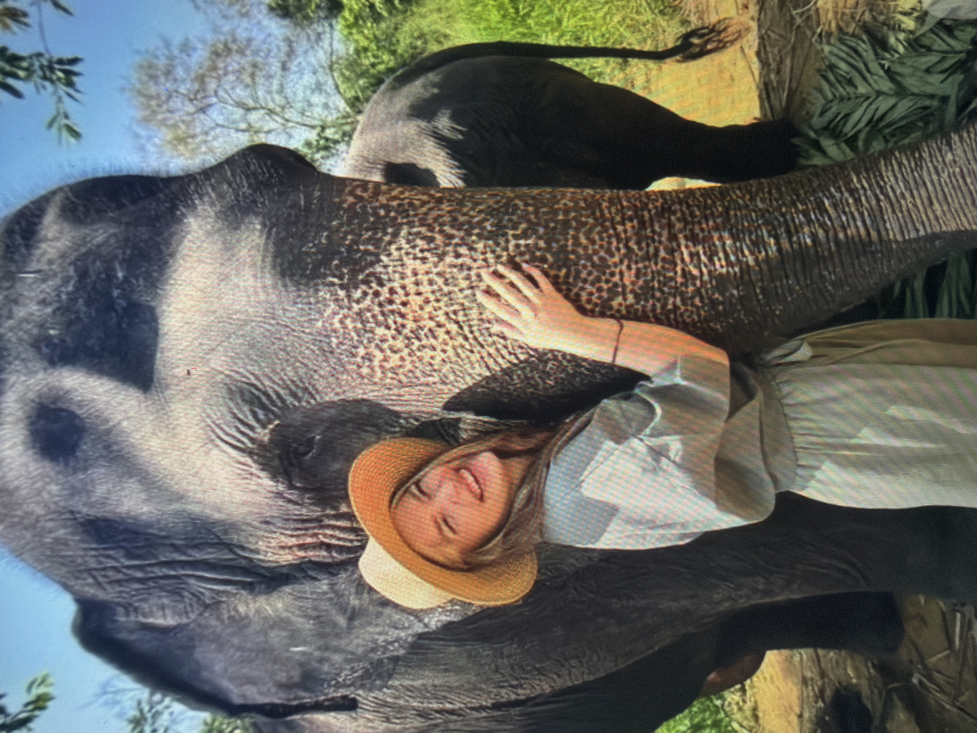 The image depicts an outdoor scene in the city of Shumen, Bulgaria, featuring a young adult female interacting with an elephant. The female, positioned on the left side of the frame, wears a straw hat and a light-colored, possibly green or blue-grey, short-sleeved garment. She is smiling broadly, looking towards the viewer, with her left arm gently placed against the elephant's head/face. A thin dark bracelet is visible on her left wrist. The large elephant occupies the central and right portions of the foreground, presenting its head and upper body. Its dark grey, wrinkled skin is visible in detail. To the right and slightly behind the primary elephant, a second elephant is partially visible, showing its hindquarters, tail, and legs. The background features a clear blue sky with sparse tree branches in the upper left and right, and dense green foliage and trees in the mid-ground and right. The ground beneath the elephants is dirt or sand, with some green leaves scattered. The scene is illuminated by natural daylight.
