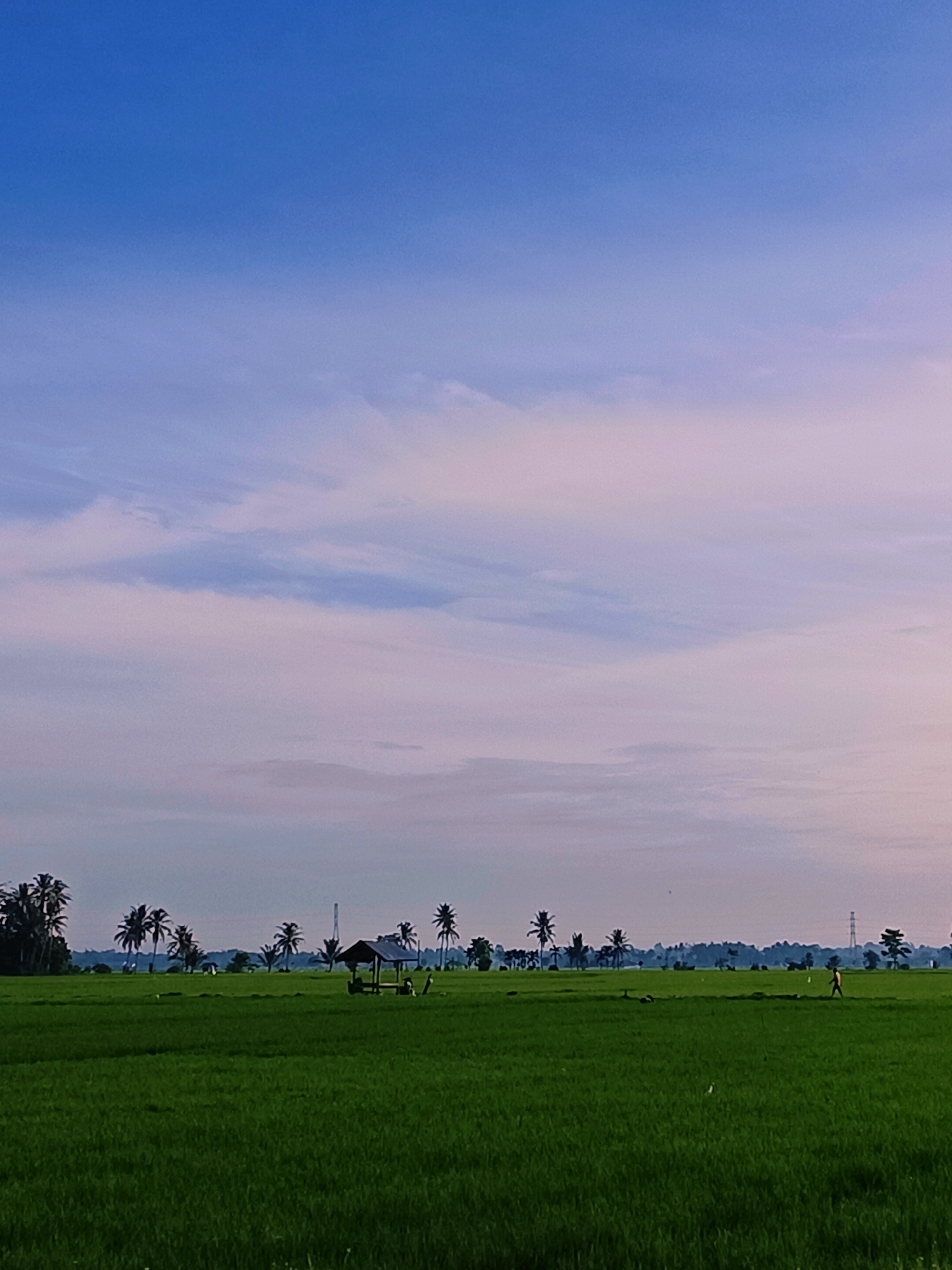 The image depicts a lush green rice paddy field under a twilight sky, transitioning from a deep blue to pale pink and white hues with scattered clouds. Coconut palm trees are visible along the horizon, interspersed with a few structures, including a small, dark-roofed hut or shelter in the middle ground. A lone figure, appearing as a small silhouette, is walking across the field towards the right side of the frame. The scene suggests a rural setting, likely in Kampung Jumpa, Indonesia, characterized by its agricultural landscape and natural beauty.