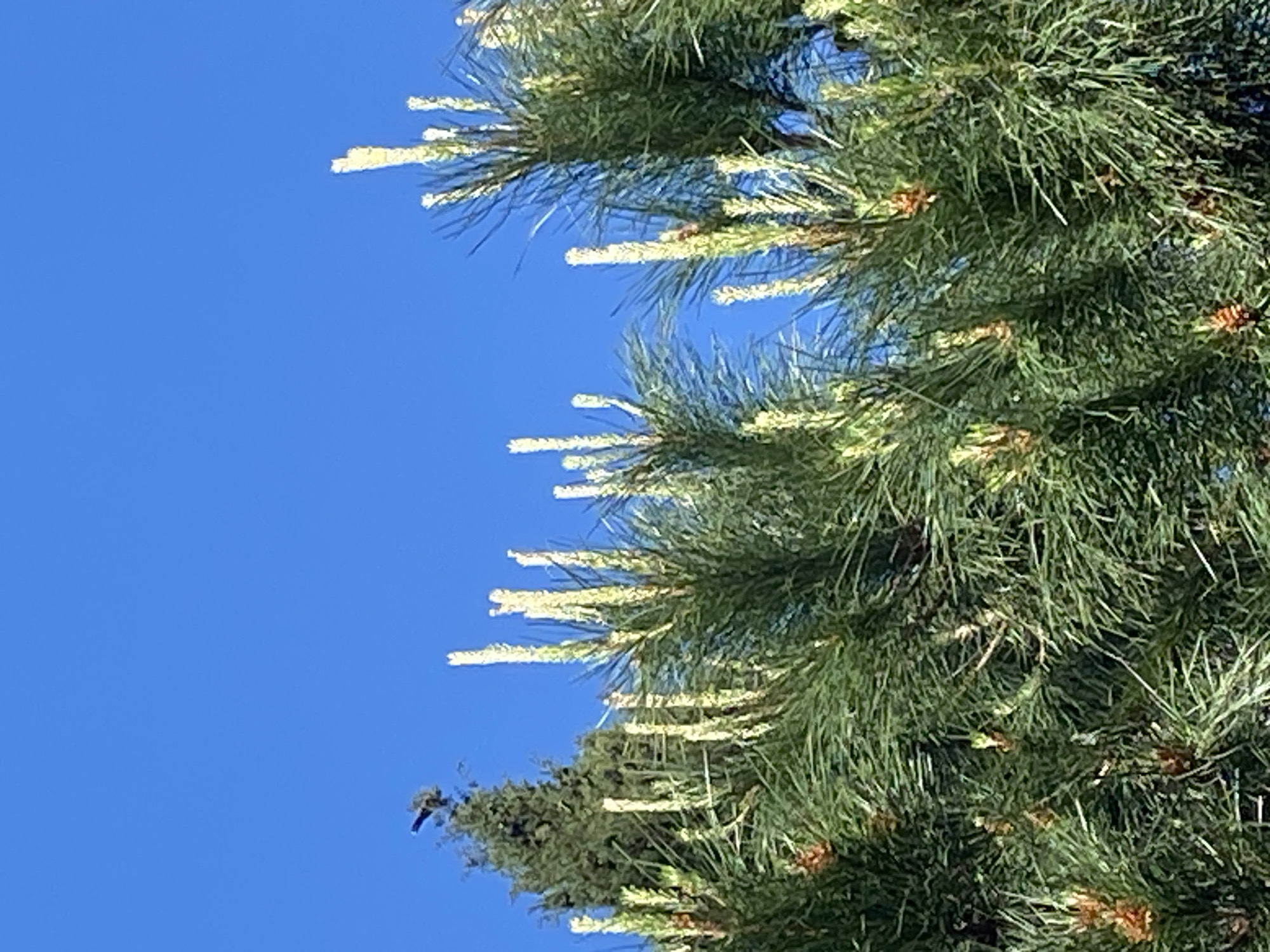 This image captures a close-up, upward-angled view of a coniferous tree, likely a pine or spruce, set against a vivid, cloudless blue sky. The tree's dense, dark green needles occupy the right and lower portions of the frame, with the clear blue sky filling the left and upper areas. Numerous light-colored, elongated structures, resembling new growth "candles" or male cones, are prominently visible throughout the foliage, particularly along the outer branches. These structures are bright yellow-green, indicating a period of active growth, likely in spring or early summer. Deeper within the tree's canopy, older, darker pine cones can be observed. A small, dark, indistinct object, possibly a weathered cone or a cluster of needles, is visible on a branch in the lower-left section of the tree, contrasting with the bright sky. The lighting is bright and even, characteristic of a sunny daytime scene. There is no visible text in the image. The location context for this tree is Budva, Montenegro.