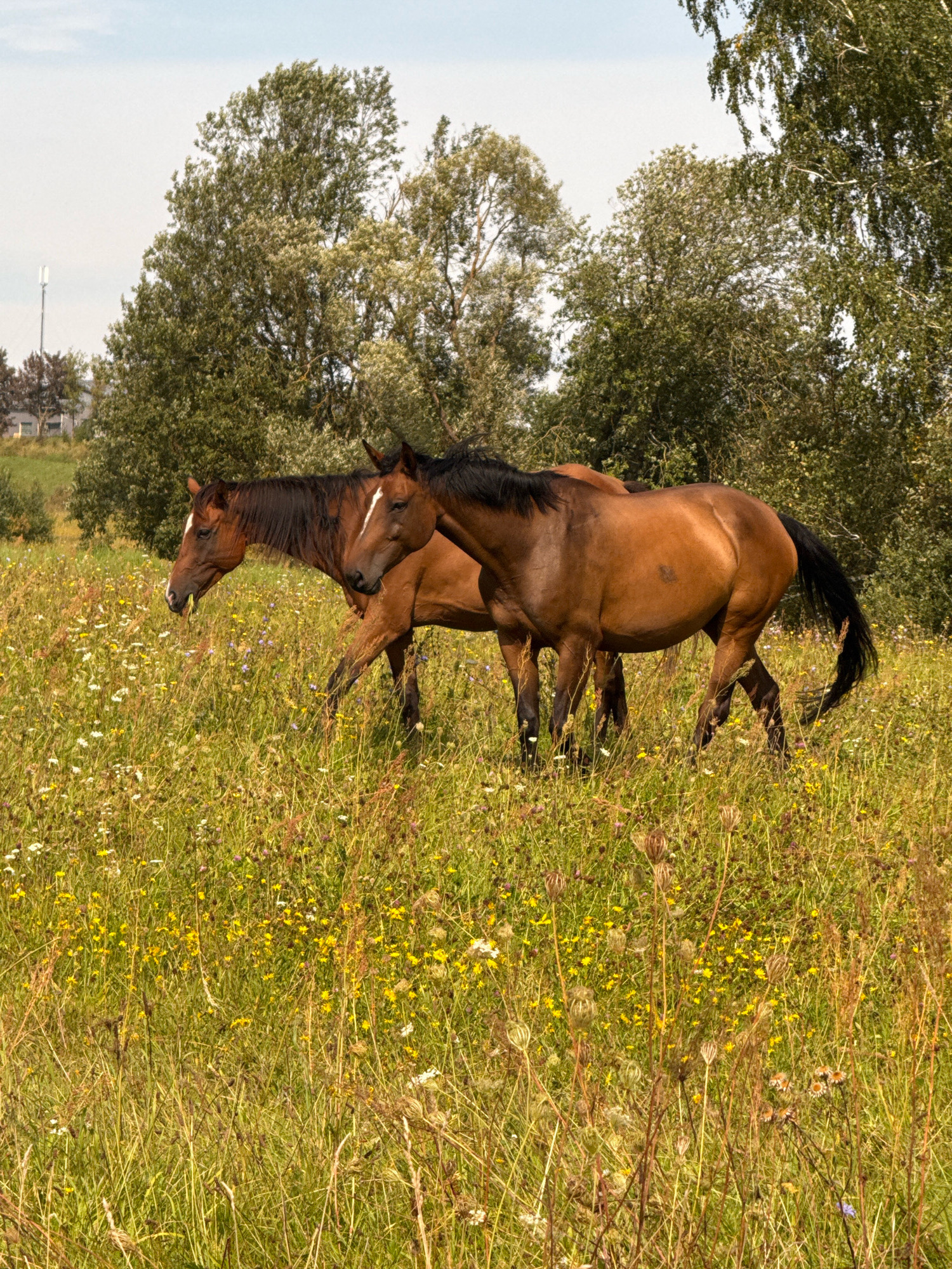 Two bay horses are grazing in a meadow filled with wildflowers and tall grasses. The horses are positioned in the middle ground of the image, with their bodies facing towards the right. The horse in the foreground is a lighter shade of brown and has a white blaze on its forehead. The horse behind it is a darker brown and its mane is black. Behind the horses, a line of trees forms the background, with some buildings and a cell tower visible in the distance on the left. The sky above is a pale blue with some wispy clouds. The scene depicts a natural, rural environment in the city of Galinė, Lithuania.