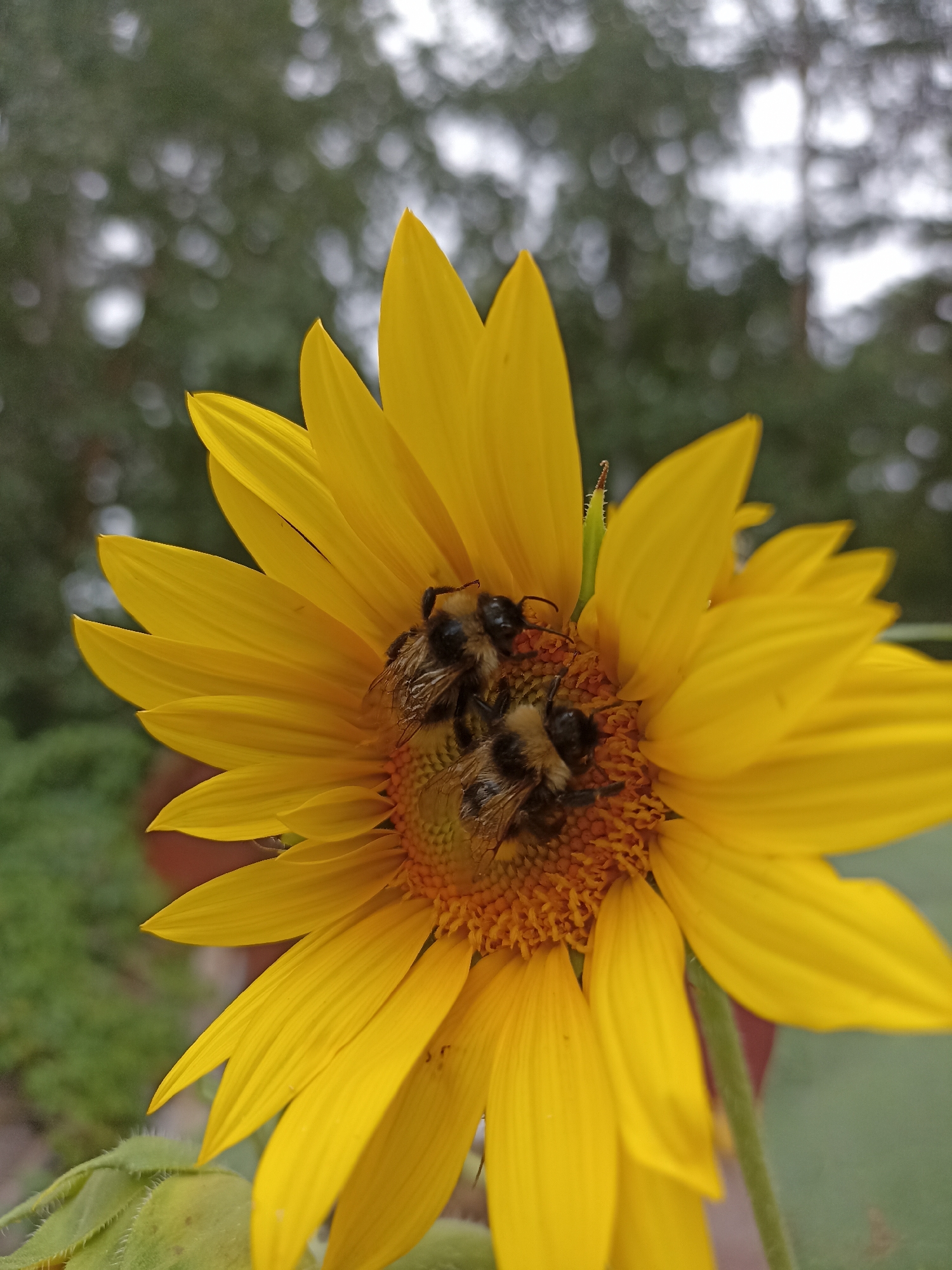 A close-up, vertical shot shows a bright yellow sunflower in focus. Three bumblebees are gathered on the sunflower's center, collecting nectar or pollen. The background is softly blurred, with hints of green foliage and a muted, overcast sky. The image lacks any specific details to determine its location in Mochische, Russia.