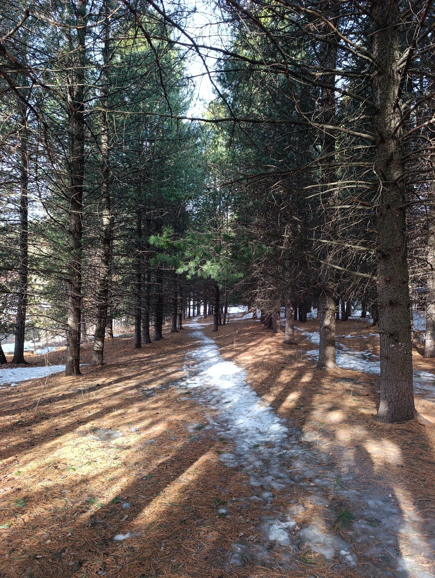 The image depicts a snow-covered pathway winding through a dense pine forest. The forest floor is covered in a layer of brown pine needles and scattered patches of snow. The trees are tall and slender, with dark green foliage and bare branches reaching towards the sky. The sunlight filters through the trees, casting long shadows across the path and forest floor. The scene suggests a cold, winter environment in a natural setting, likely a park or forest outside of an urban area. There are no people visible in the image. It is unclear if the location is in Krasnoyarsk, Russia, as there are no identifiable landmarks or features to confirm this.