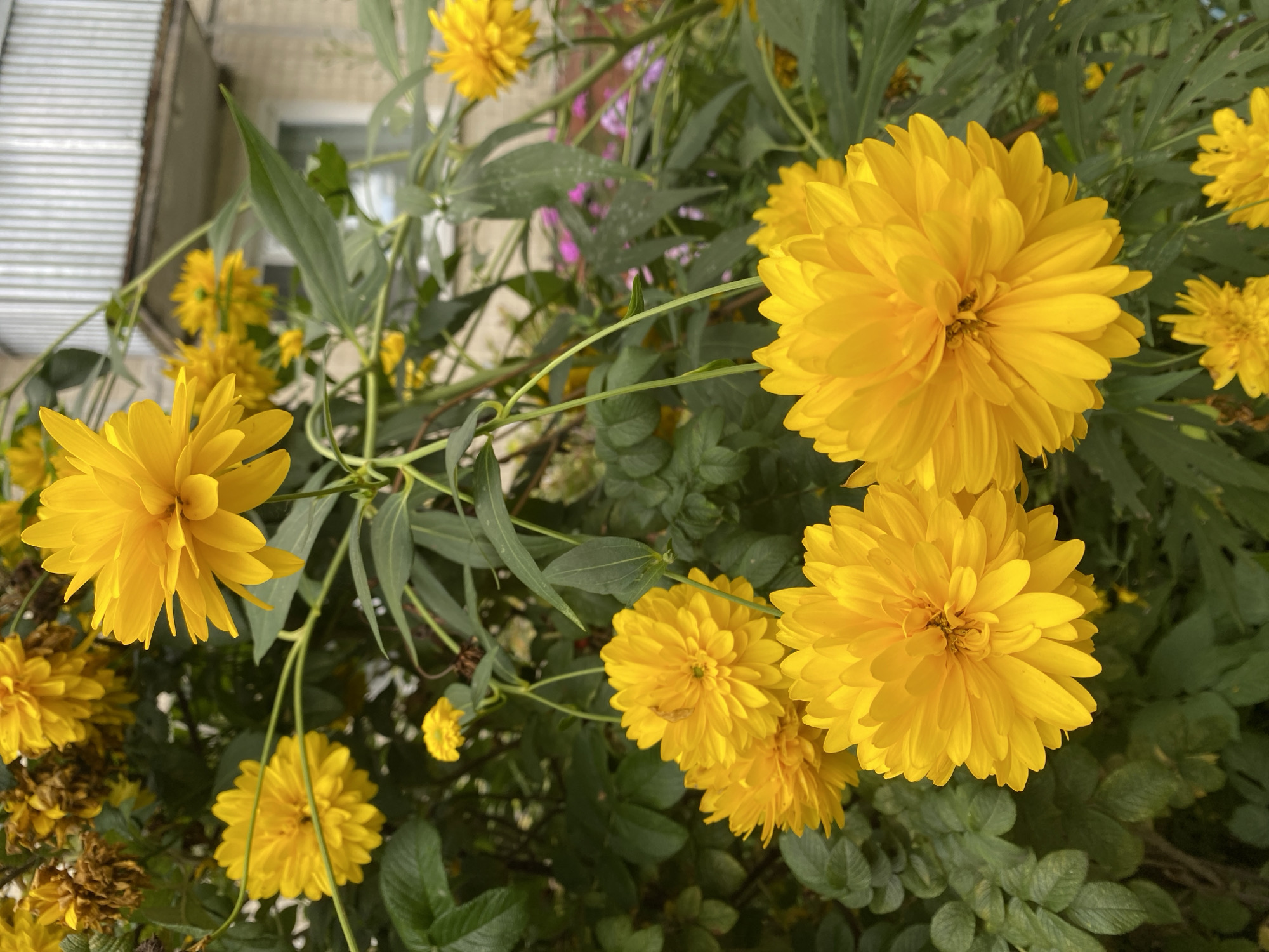 This is a close-up, eye-level, vertical shot of a cluster of bright yellow, double-petaled flowers, likely Rudbeckia 'Goldsturm' or similar, in bloom. The flowers are the main subject, with several in sharp focus in the foreground and others blurred in the background. They are surrounded by lush green foliage. Behind the plants, a pale yellow building with a silver corrugated metal awning and a window is visible. The building appears to be a residential structure. The scene suggests an outdoor setting, possibly a garden or yard, in a location such as Ivanteyevka, Russia, given the context. There are no people or animals present.