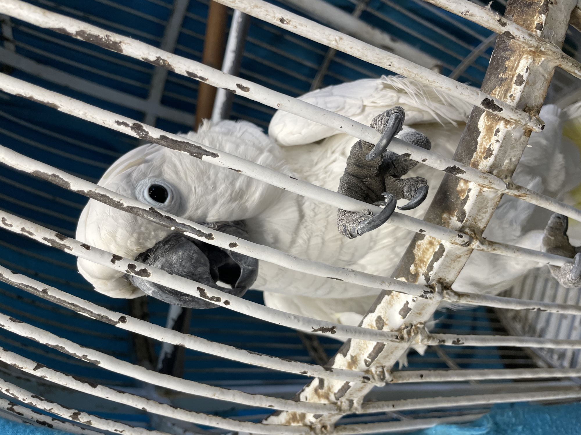 A close-up shot shows a white cockatoo in a rusty white cage. The bird has a black beak and black eyes. Its talons grip the bars of the cage. The background is blurred blue.