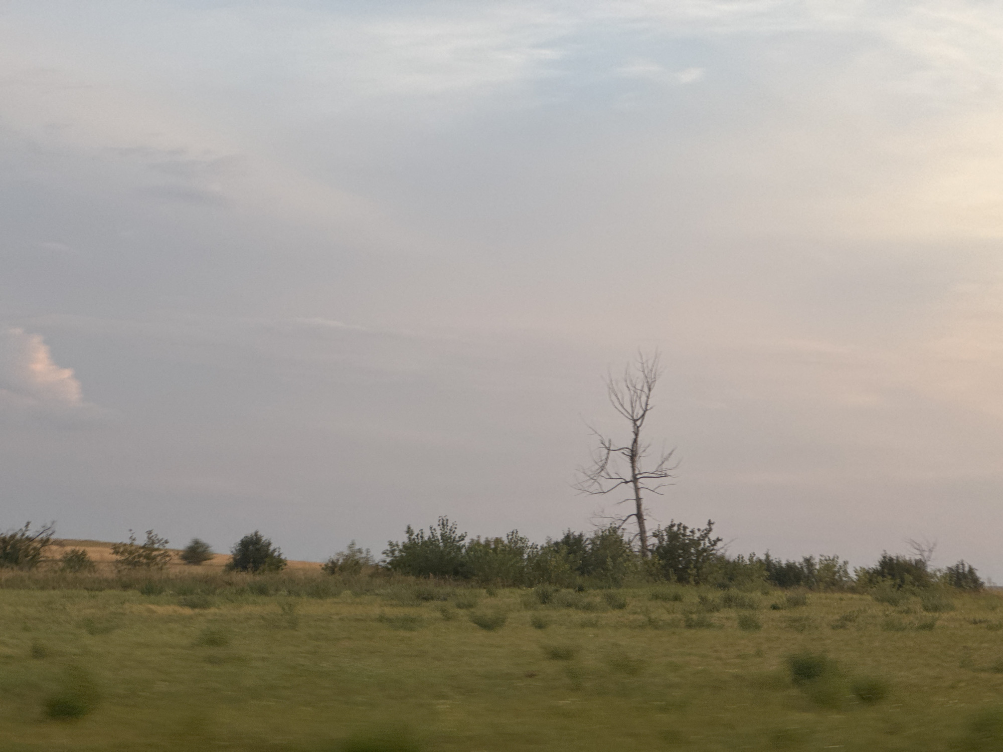 An overcast sky with pale pink and gray hues dominates the upper portion of the image. Below, a vast expanse of dry, golden grass stretches across the horizon, dotted with scattered green shrubs and trees. A prominent, bare, dead tree stands tall on the right side of the frame, its stark branches reaching towards the sky. The landscape suggests a rural or natural setting, potentially on the outskirts of Perevolotsky, Russia, given the open fields and sparse vegetation. There are no people or identifiable structures present.
