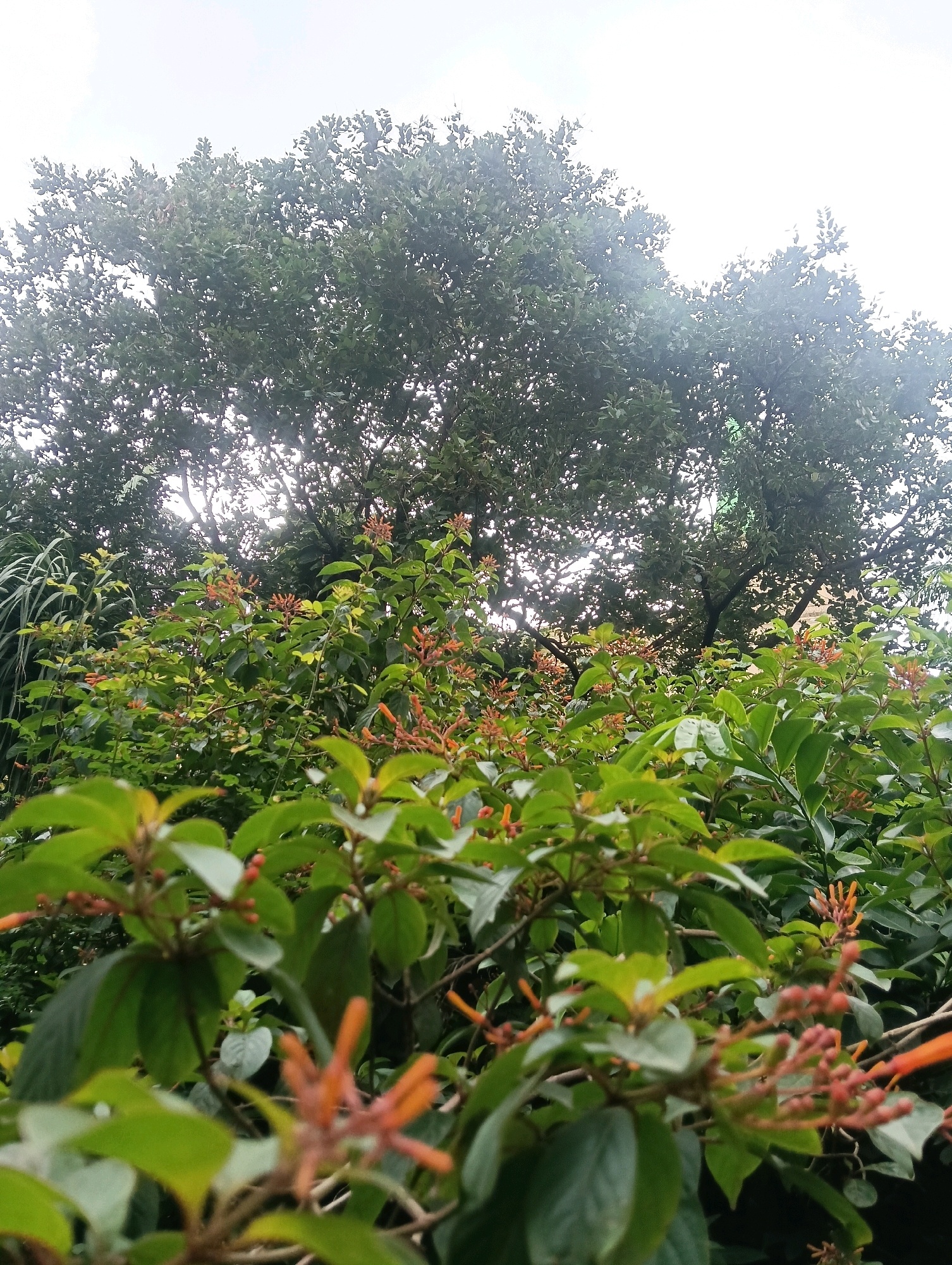The image displays a dense foliage of green leafy plants with small orange flower buds, viewed from a low angle looking upwards. A large, mature tree with dark green leaves dominates the upper portion of the frame, partially obscuring a bright, overcast sky. The scene is lush and appears to be a garden or park area. The overall impression is one of natural growth and a humid, possibly tropical, environment, consistent with urban green spaces in Mumbai, India. No people or specific structures are visible, focusing solely on the vegetation.