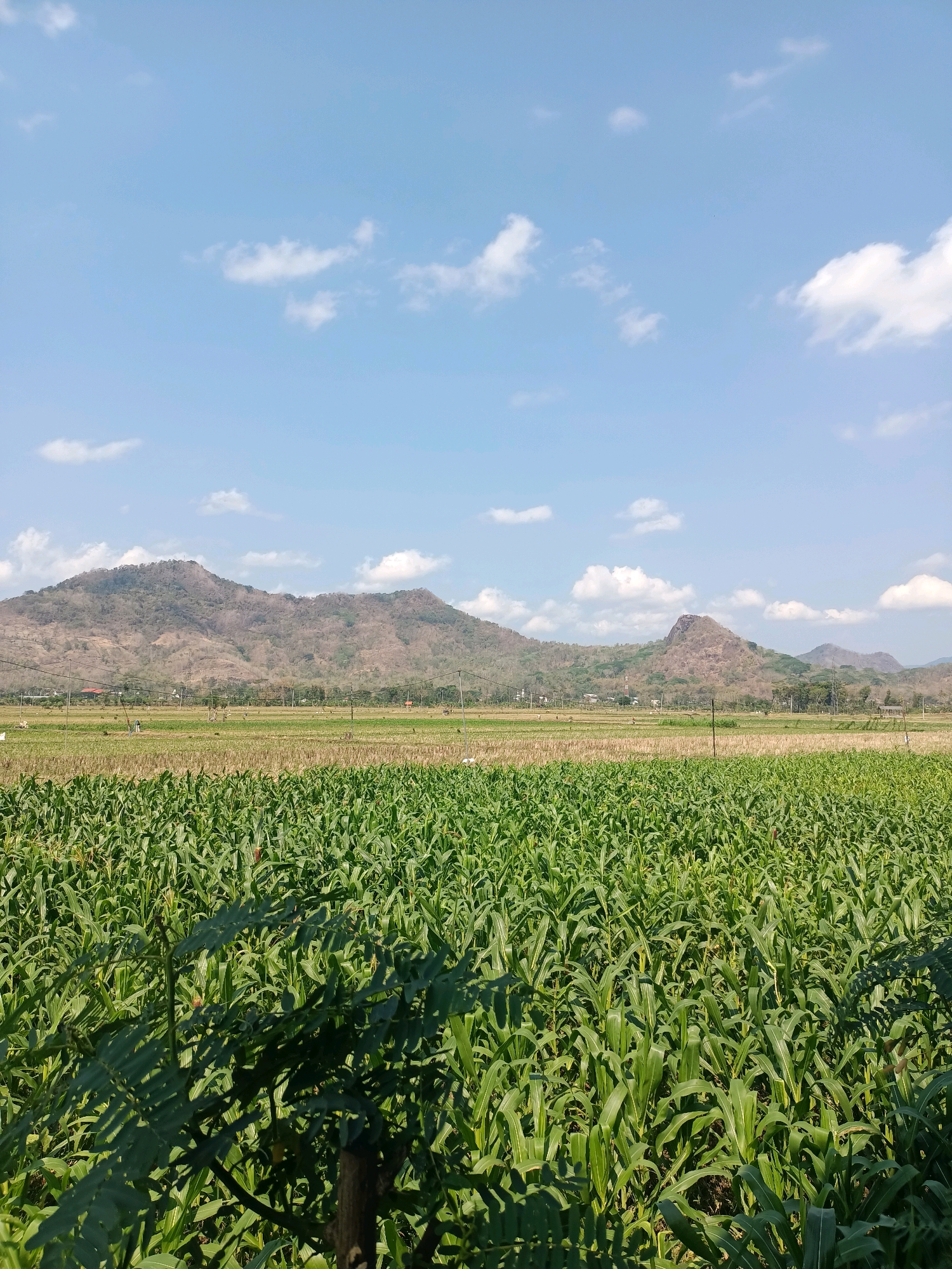 An outdoor, eye-level, medium shot captures a vast cornfield under a bright, partly cloudy sky in Trenggalek, Indonesia. The foreground is dominated by rows of lush green corn stalks reaching eye-level, with some feathery green foliage in the immediate left foreground obscuring part of the view. Beyond the cornfield, a strip of dry, harvested land transitions to a landscape of rolling, arid hills dotted with sparse vegetation and a few scattered buildings and utility poles. The sky is a clear, vibrant blue with scattered white, puffy clouds. The overall impression is one of rural agricultural activity in a dry, hilly region.