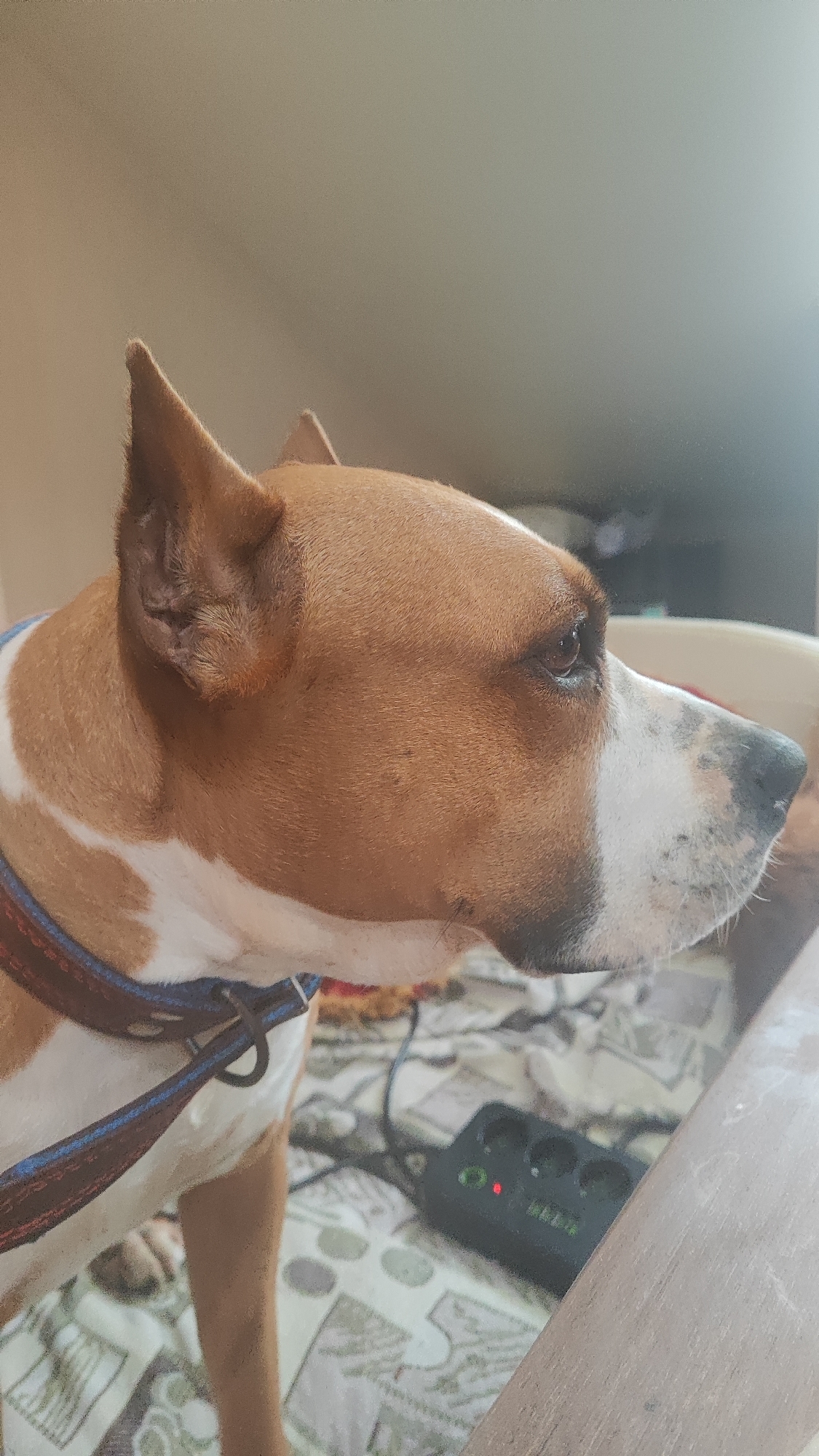 The image is a close-up, profile view of a dog. The dog is primarily brown with white markings on its chest and face. It is wearing a blue and red collar. The background appears to be an indoor setting with a bed or sofa covered in a patterned fabric. A power strip with several outlets and a red indicator light is visible on the patterned surface behind the dog. The lighting suggests it is daytime, with a soft light source coming from the right side of the frame, creating a slight glare. There is no discernible information within the image that would allow for the determination of its location in the city of Sochi, Russia.