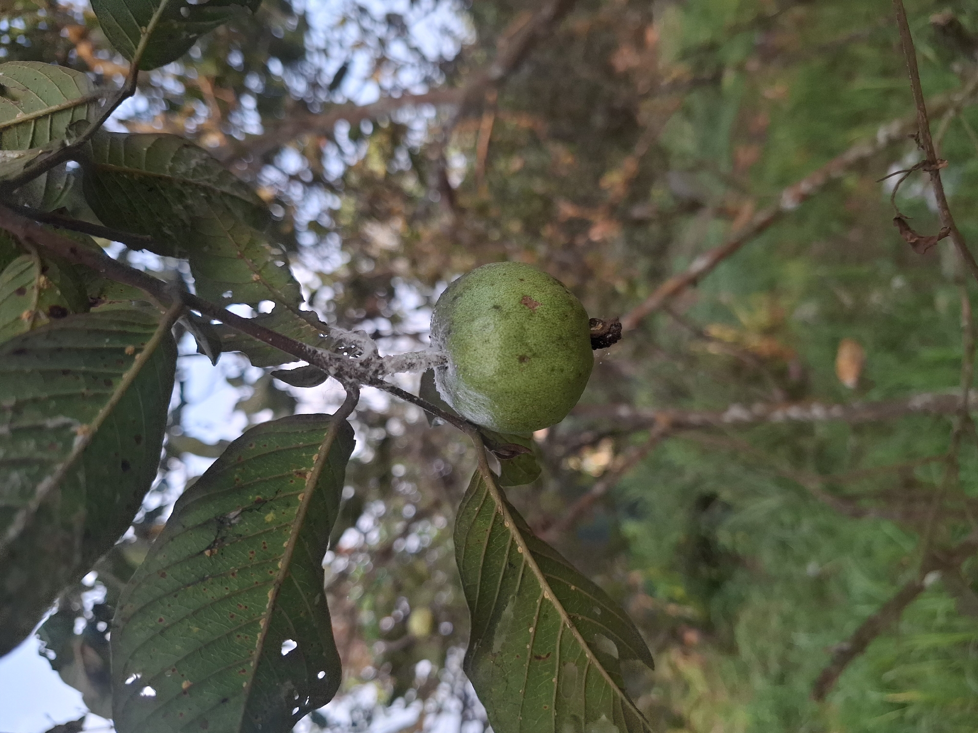 A single, green, unripe guava fruit hangs from a branch in a tree. The fruit is round with a slightly textured surface and a small stem. Green leaves with visible veins surround the fruit, some showing small holes. White, cotton-like material, possibly a pest infestation or fungus, is present on the stem of the fruit and branches. The background is blurred, showing more foliage and branches, suggesting an outdoor environment. The image is taken in Ciheulang Tonggoh, Indonesia.
