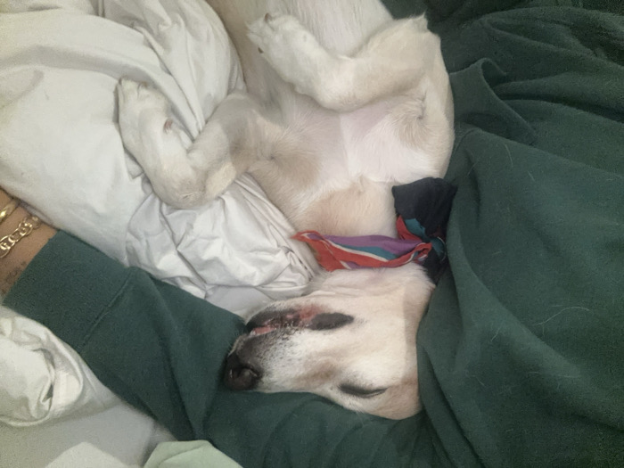 The scene depicts a light-colored dog, likely white or cream, sleeping on its back in an indoor setting within the city of Unknown, Unknown. The dog's eyes are closed, and its mouth is slightly open, revealing its tongue and teeth. A red, blue, and purple patterned scarf is tied around its neck. Its front legs are bent, positioned over its lower chest and abdomen. The dog is partially covered by a dark green fabric, which appears to be a blanket or part of a garment. Beneath the dog is rumpled white bedding. To the right, a human arm with a tan complexion is visible, wearing a dark green long-sleeved garment and four gold-colored bracelets, three of which are chain-link style, and one is a solid bangle. The human arm is positioned close to the dog.