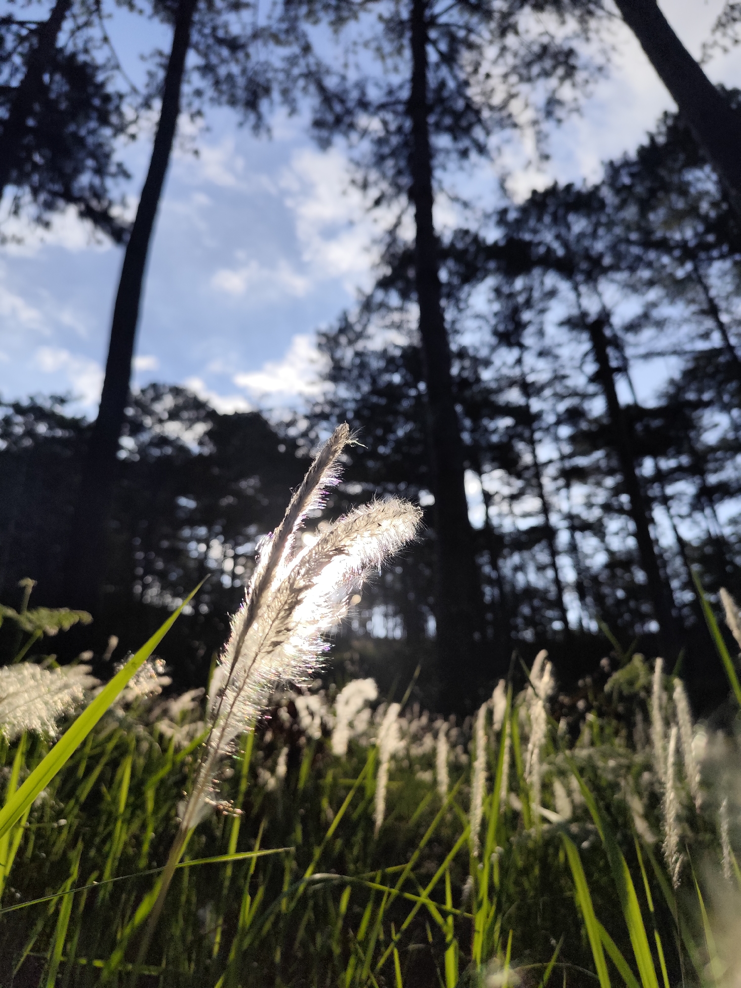 A low-angle shot taken in a forest in Đa Thọ, Vietnam, focuses on a cluster of tall, slender grass stalks with feathery, white seed heads. Sunlight filters through the stalks, creating a bright, ethereal glow around them. Behind the grasses, tall, dark trees fill the background, their shapes blurred and indistinct against a light blue sky dotted with white clouds. The overall effect is one of natural beauty and tranquility, with a strong contrast between the bright foreground and the shadowy background.