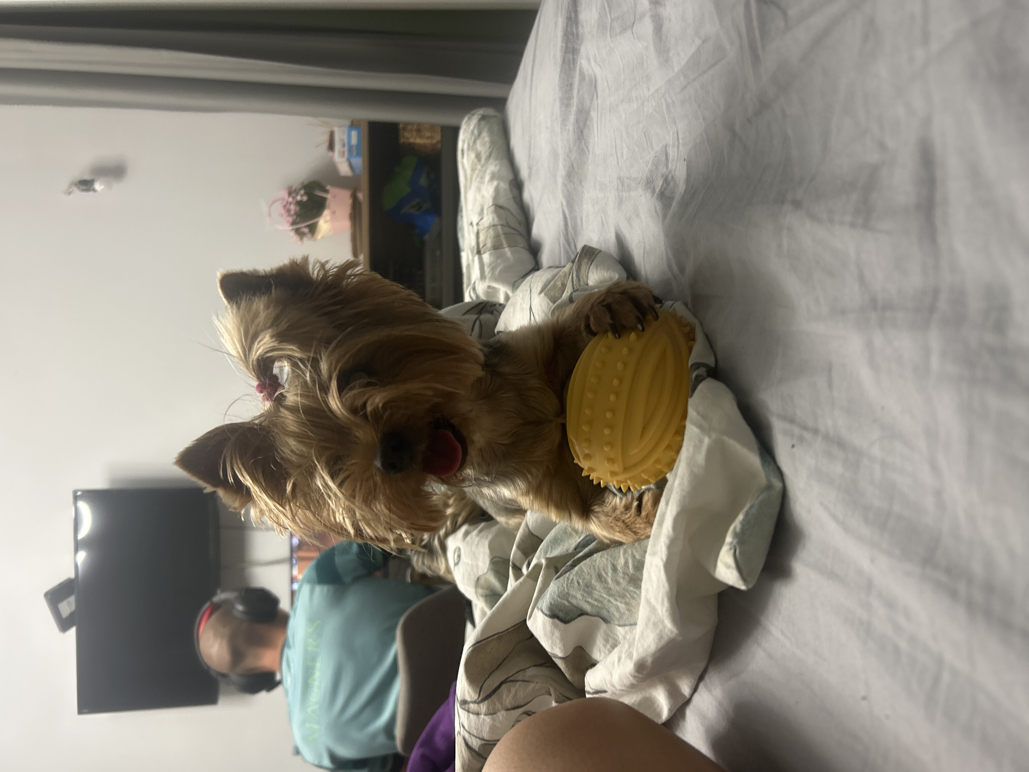 A Yorkshire Terrier is lying on a bed with a yellow toy in its paws. The dog is in the foreground, and the bed is covered with a patterned duvet. In the background, a person wearing headphones and a teal shirt is sitting in front of a computer screen. A television is mounted on the wall above the computer. A small pink basket with flowers is on a shelf in the background. The scene appears to be indoors, possibly in a bedroom or living room, and could be located in the city of Burgas, Bulgaria.