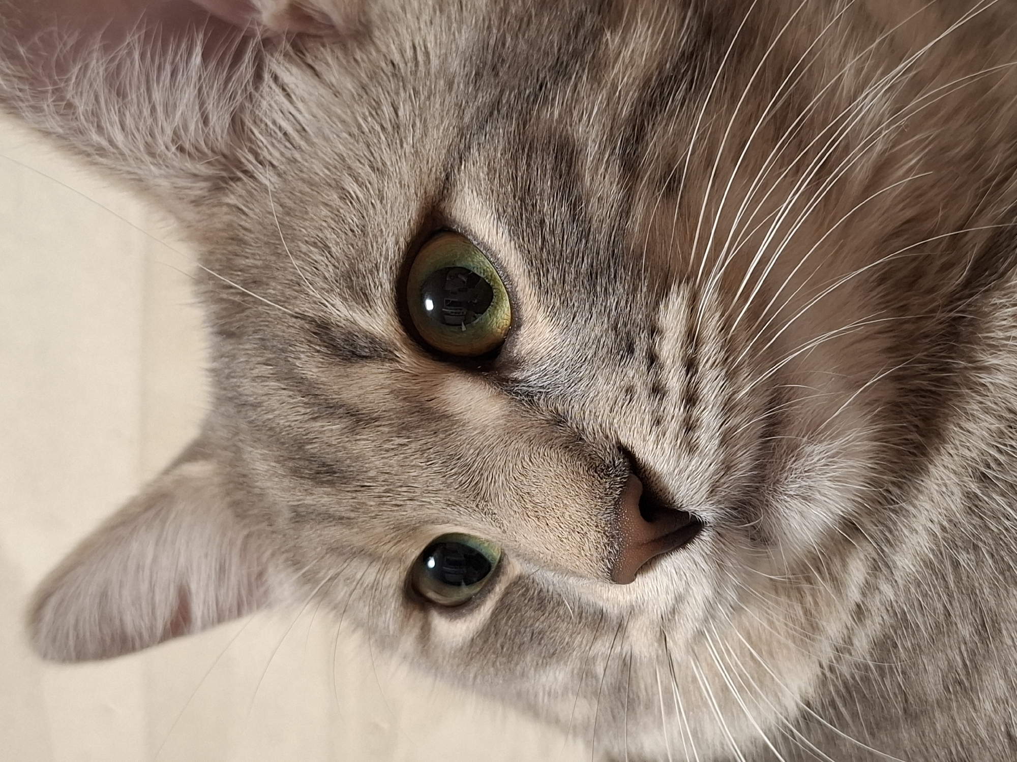 Close-up image of a gray tabby cat. The cat has green eyes, a pink nose, and long white whiskers. The cat's head is tilted. The location is unknown; no information suggests the image was taken in Novi Sad, Serbia.