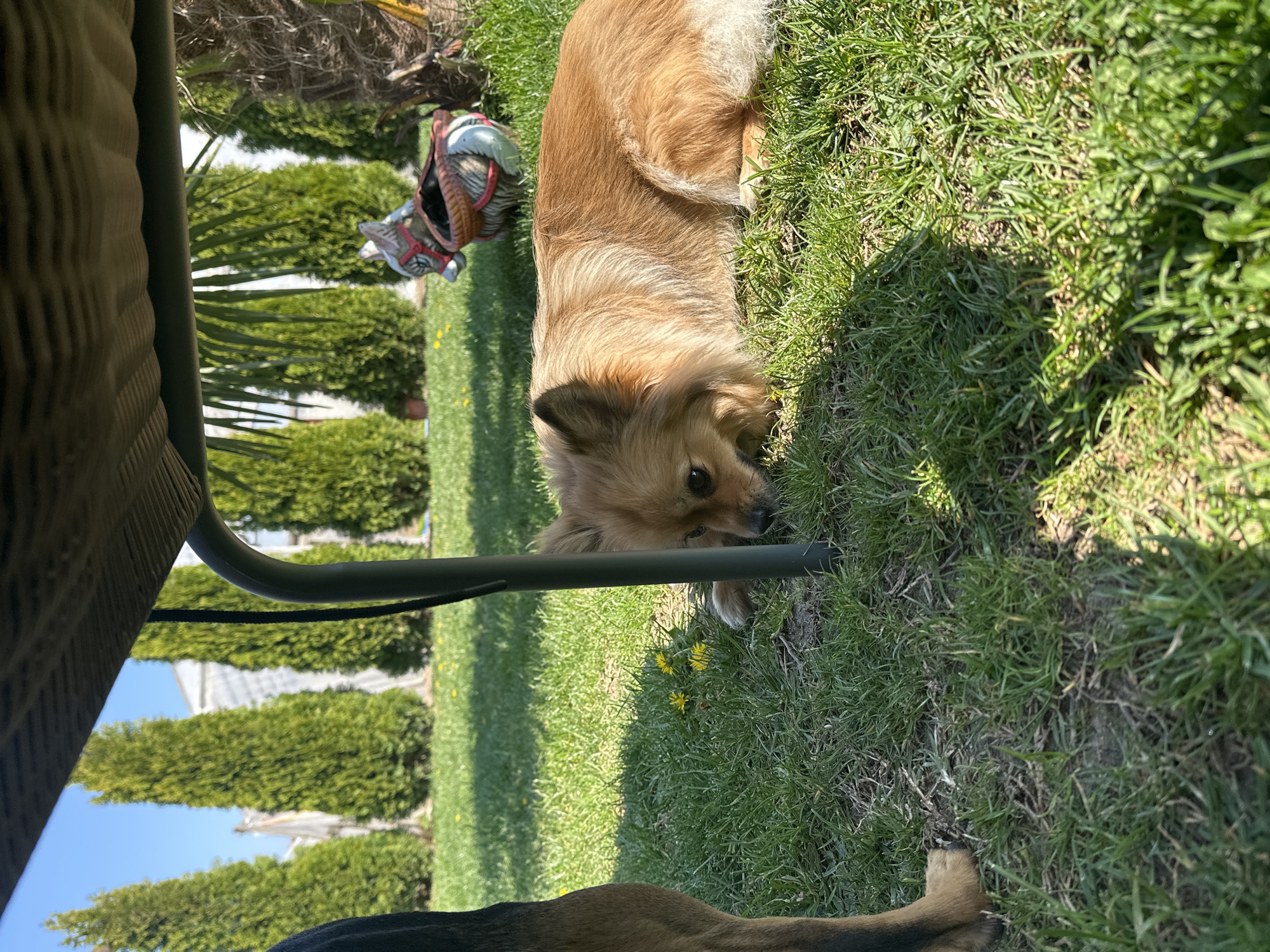 A medium-sized, golden-brown dog lies on a patch of green grass. The dog is under the partial shade of what appears to be a chair or table. A small, decorative horse figurine sits on the grass nearby. Tall green trees line the background. The foreground also features a portion of another dog's dark brown leg. The location may be a backyard or garden, and the presence of trees suggests a residential area, possibly in Manole, Bulgaria.