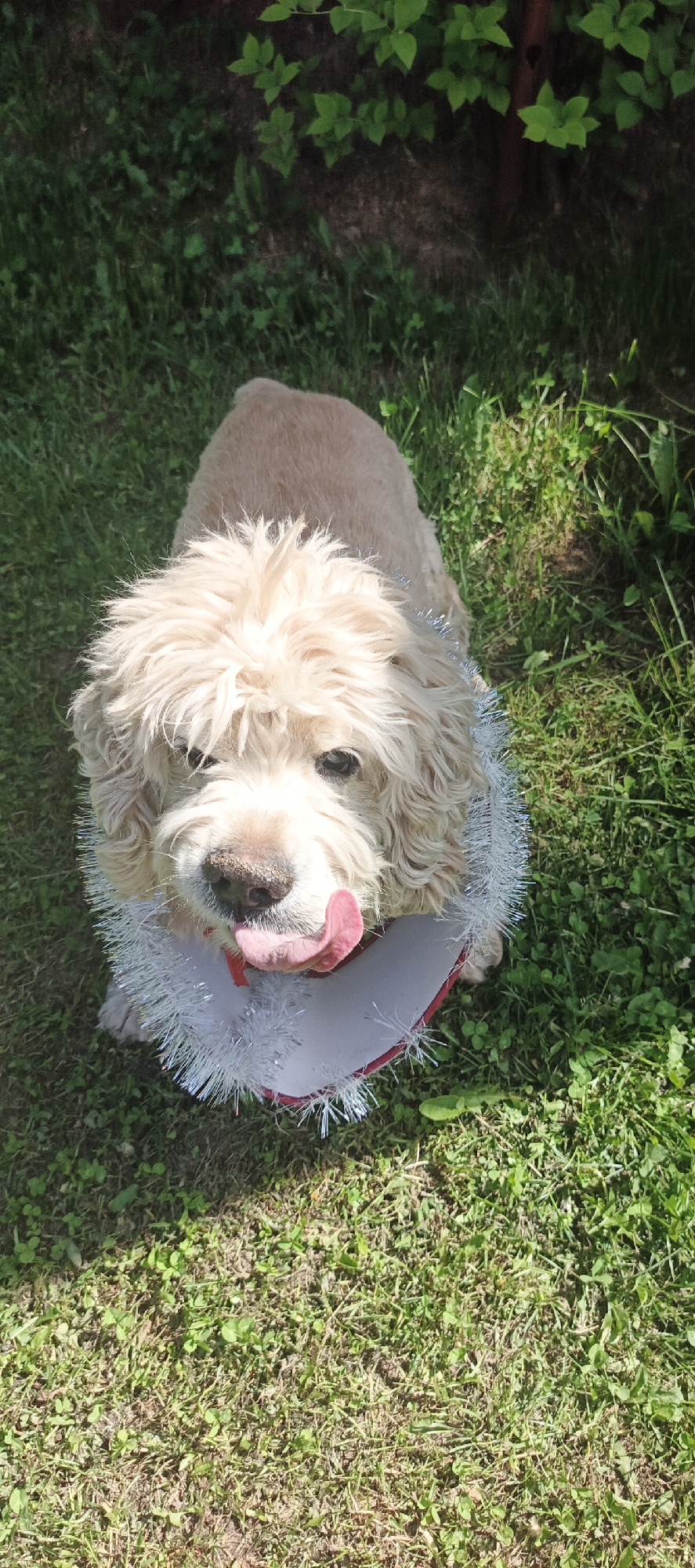An overhead photographic image depicts a light-colored, fluffy dog positioned centrally outdoors in the city of Ваньки, Russia. The dog, with cream-colored, shaggy fur and dark eyes, is looking directly upward. Its pink tongue is extended and curled to the left, appearing to lick its lips. Its dark nose exhibits a slightly soiled or wet appearance. The dog is wearing a voluminous silver tinsel ruff or collar, with a hint of red material visible beneath the tinsel on its left side. The ground beneath the dog is covered in green grass, brightly illuminated by natural sunlight. In the background, darker green foliage and bushes are visible, with areas of shadow, indicating a vegetated outdoor environment.