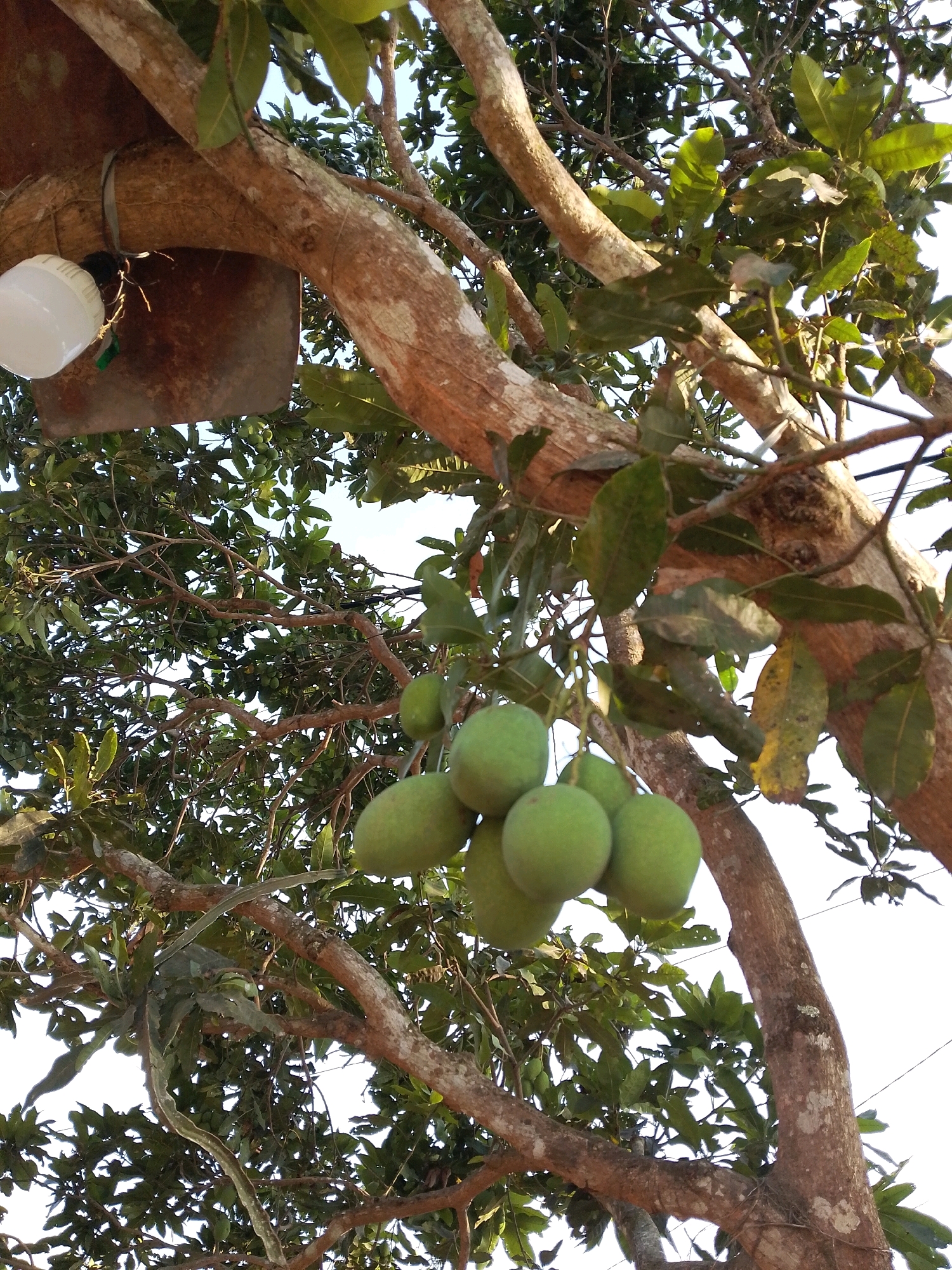 The image depicts a close-up view of a tree with ripening green mangoes hanging from its branches. The tree is situated outdoors, with lush green foliage surrounding the fruit. In the upper left quadrant of the image, a portion of a metal object, possibly a makeshift container or shelter, is visible, attached to the tree's trunk. A white LED light bulb is also attached to the tree, near the metal object, suggesting an attempt to illuminate the area or perhaps a light source for insect trapping. The bark of the tree is rough and textured, with some lighter patches of lichen or moss. The sky appears to be a light, overcast blue, visible through the leaves. There are no people or animals visible in the image. The scene appears to be in Karangsari, Indonesia, suggesting a tropical or subtropical environment suitable for mango cultivation.