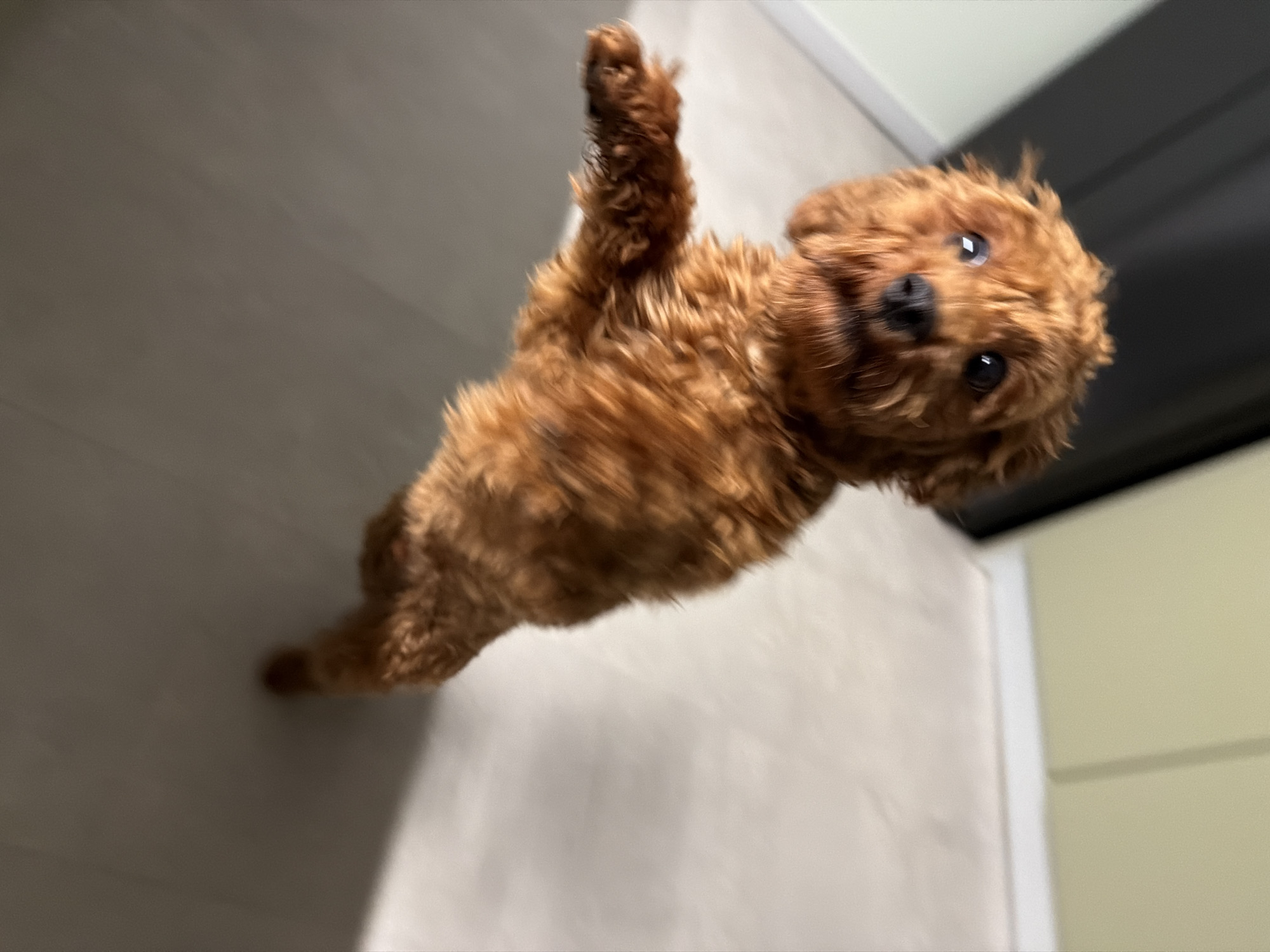 A blurry, close-up shot shows a small, fluffy, reddish-brown dog, possibly a toy poodle or a similar breed, standing on its hind legs. The dog's front paws are extended upwards, and its head is tilted slightly. Its fur is curly and appears somewhat disheveled. The dog's eyes are dark and wide, and its nose is black. The background is out of focus, but appears to be an indoor setting with neutral-colored walls and flooring. A dark curtain or drapery is visible in the upper left corner. The overall impression is one of playful energy, captured in a moment of motion. No specific location in Sofia, Bulgaria is identifiable from the image.