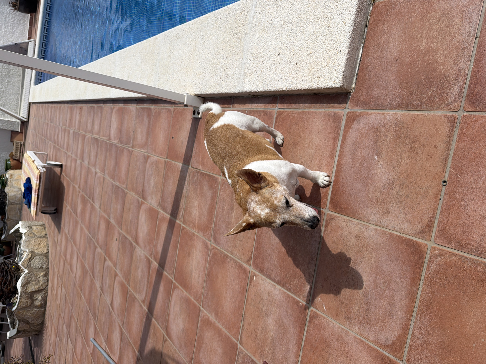 A medium-sized, predominantly brown and white dog lies on a terracotta-tiled surface. The dog is positioned between a white, textured wall and a swimming pool filled with blue water. A white structural support is visible near the wall. The setting appears to be outdoors, likely a patio or poolside area. This image may be taken in Mont-roig del Camp, Spain, as requested.