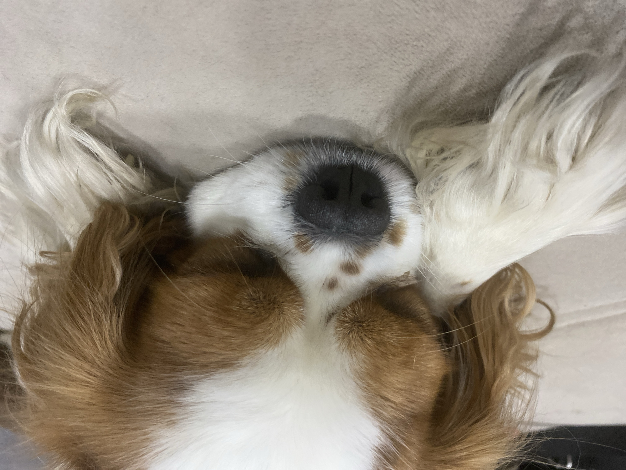 A close-up, eye-level shot shows the face of a Cavalier King Charles Spaniel dog resting on a neutral-colored, textured surface, likely a sofa or bed. The dog's eyes are closed, and its head is turned slightly to the right. Its black nose is prominent in the center of the frame, with white fur extending upwards and around it, punctuated by brown markings above the eyes and on its muzzle. The dog's long, white fur, which appears fluffy and slightly curly, drapes over its paws and to the sides of its head. The lighting is soft, creating a peaceful atmosphere. The background is blurred, but the texture of the surface the dog is resting on is visible. The overall impression is one of a sleeping dog in a comfortable indoor setting. No specific location within a city is discernible.