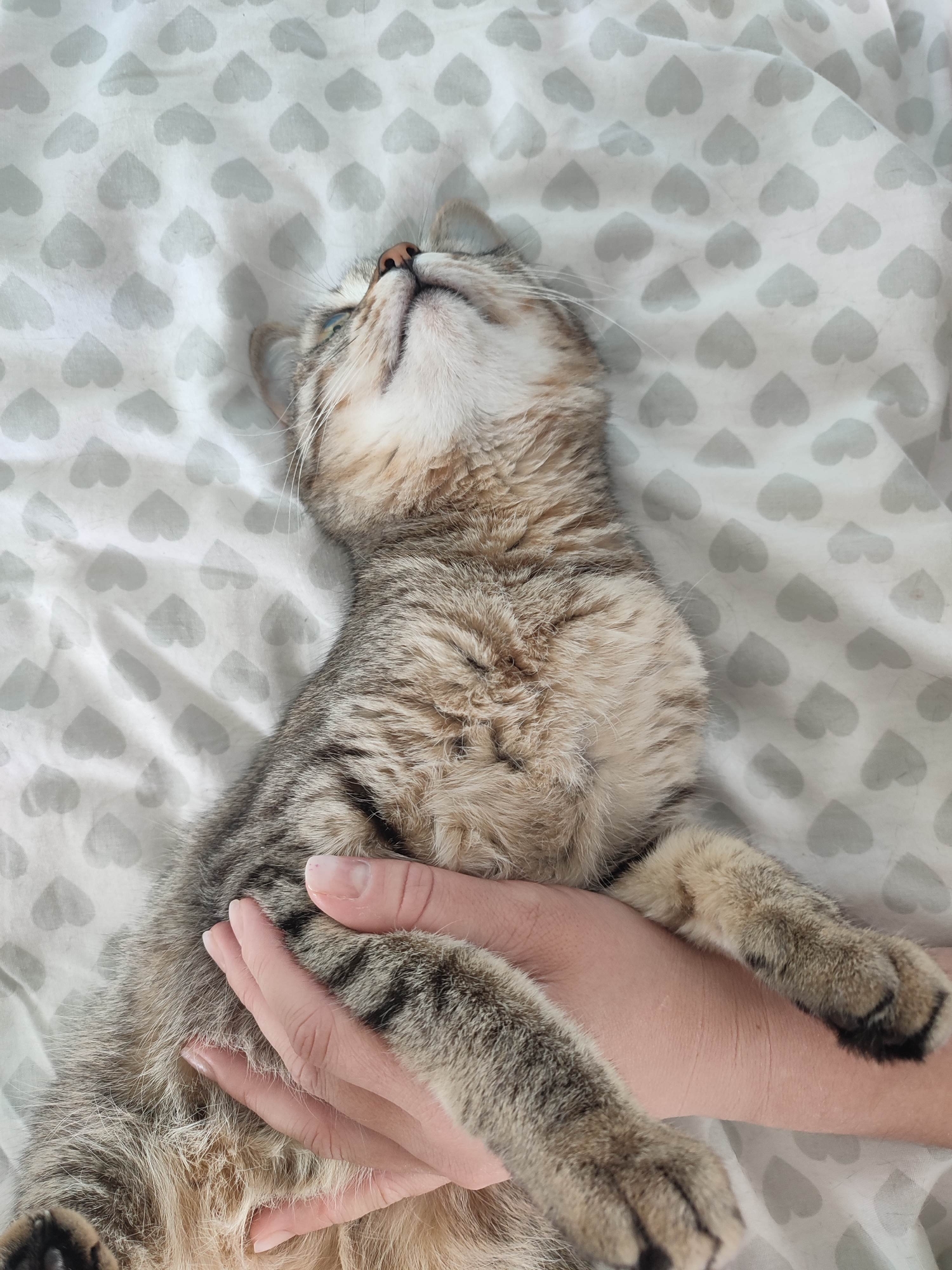 A tabby cat is lying on its back on a bed with a white and gray heart-patterned sheet. The cat is being cradled in a person's arm. The cat is looking upwards. The location is Unknown, Unknown.