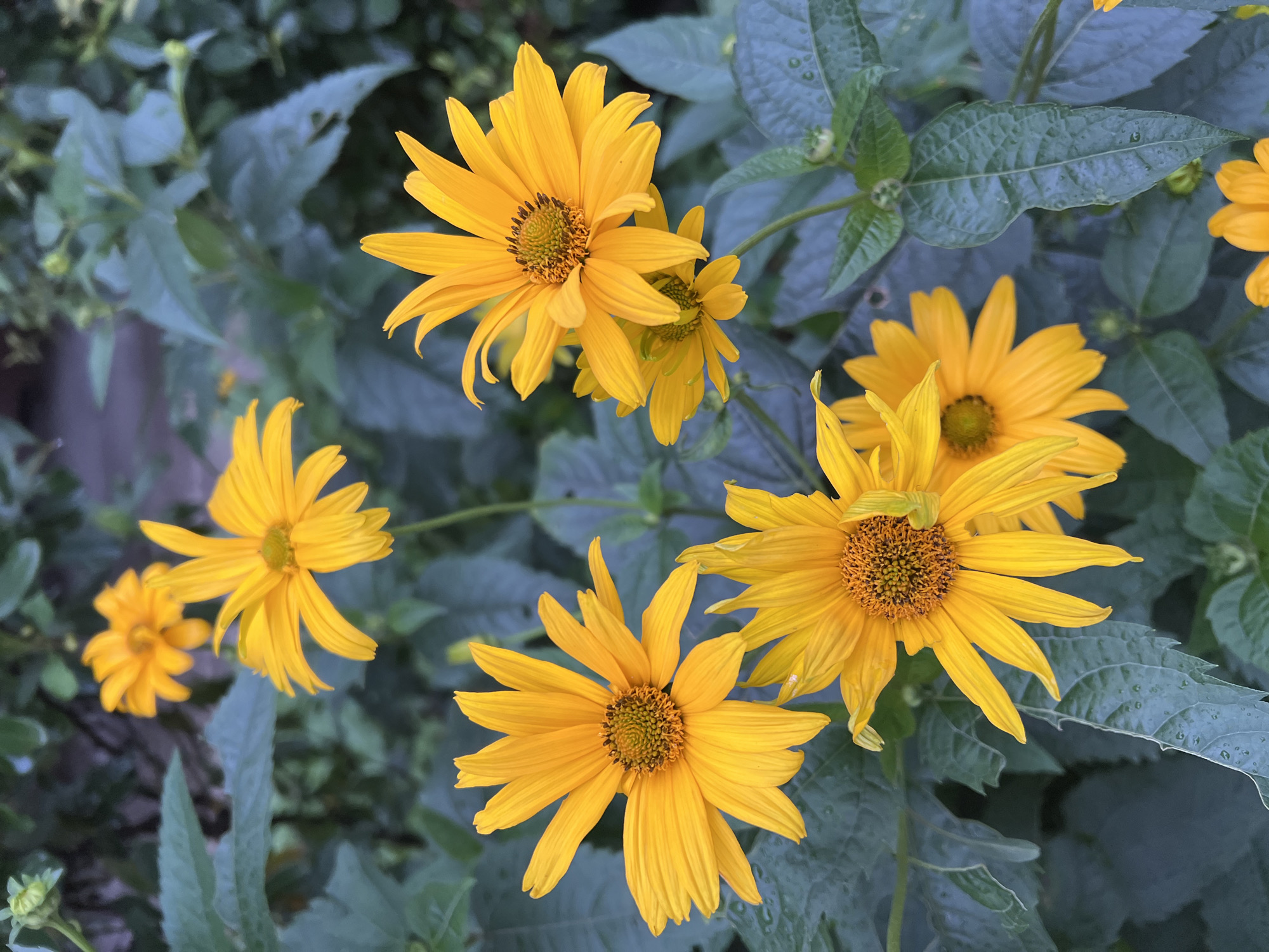 A close-up, top-down view of several bright yellow flowers with dark brown centers, likely sunflowers or similar aster family blooms, is presented. The flowers are in various stages of bloom, with some fully open and others partially closed. They are surrounded by lush green foliage, with the leaves appearing slightly wet, suggesting recent rain. The background is a blur of darker green, indicating a garden or natural setting. There are no people or animals visible in the image. The scene is devoid of any signs of urban infrastructure, making it difficult to place it within Vladivostok, Russia, specifically. It is a purely naturalistic composition focusing on the beauty of the flowers and their surrounding plant life.
