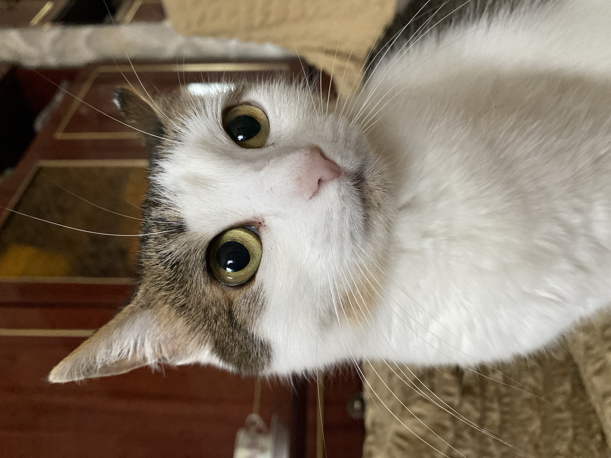 This is a close-up, vertical, eye-level, indoor, full-body shot of a domestic cat. The cat is predominantly white with gray and brown tabby markings on its head and back. It has large, round, golden-yellow eyes with dark pupils and a small, pink nose. The cat's ears are pointed, and its whiskers are long and white. The cat is looking slightly to the right of the camera with a neutral expression. The background is blurred, but appears to be a wooden cabinet with some lighter-colored furniture to the right. The cat is sitting on a textured, light brown surface, likely a blanket or upholstery. The lighting is natural and diffused.