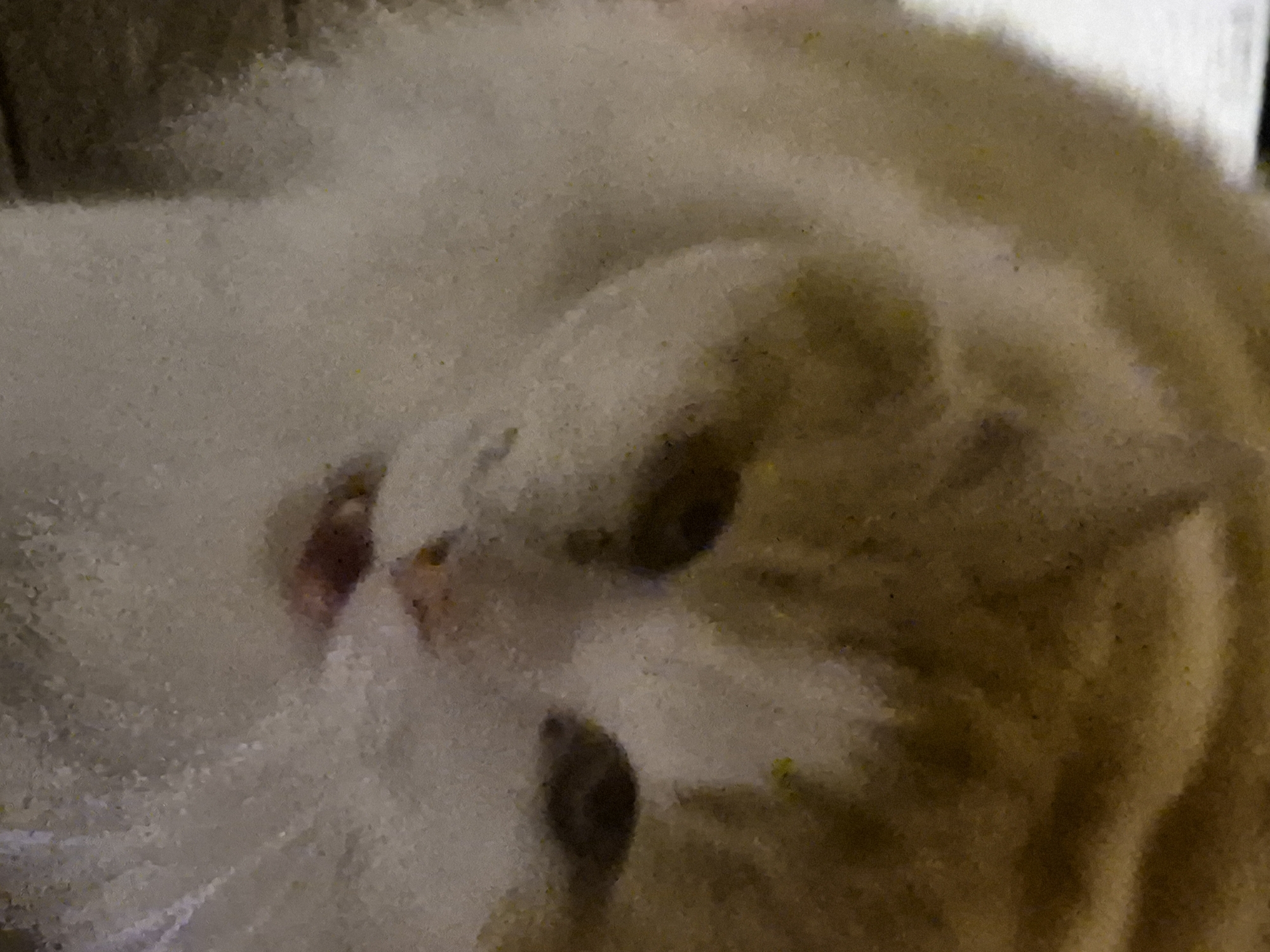 The image is a close-up, slightly out-of-focus shot of an orange and white cat's face. The cat's eyes are dark and appear to be looking forward. Its mouth is slightly open, revealing a hint of pink. The fur is soft and fluffy, with patches of both orange and white. The lighting is dim, creating shadows on the cat's face. The background is blurred and appears to be a light color. There are no visible signs of the city of Sooblase, Estonia in this image.