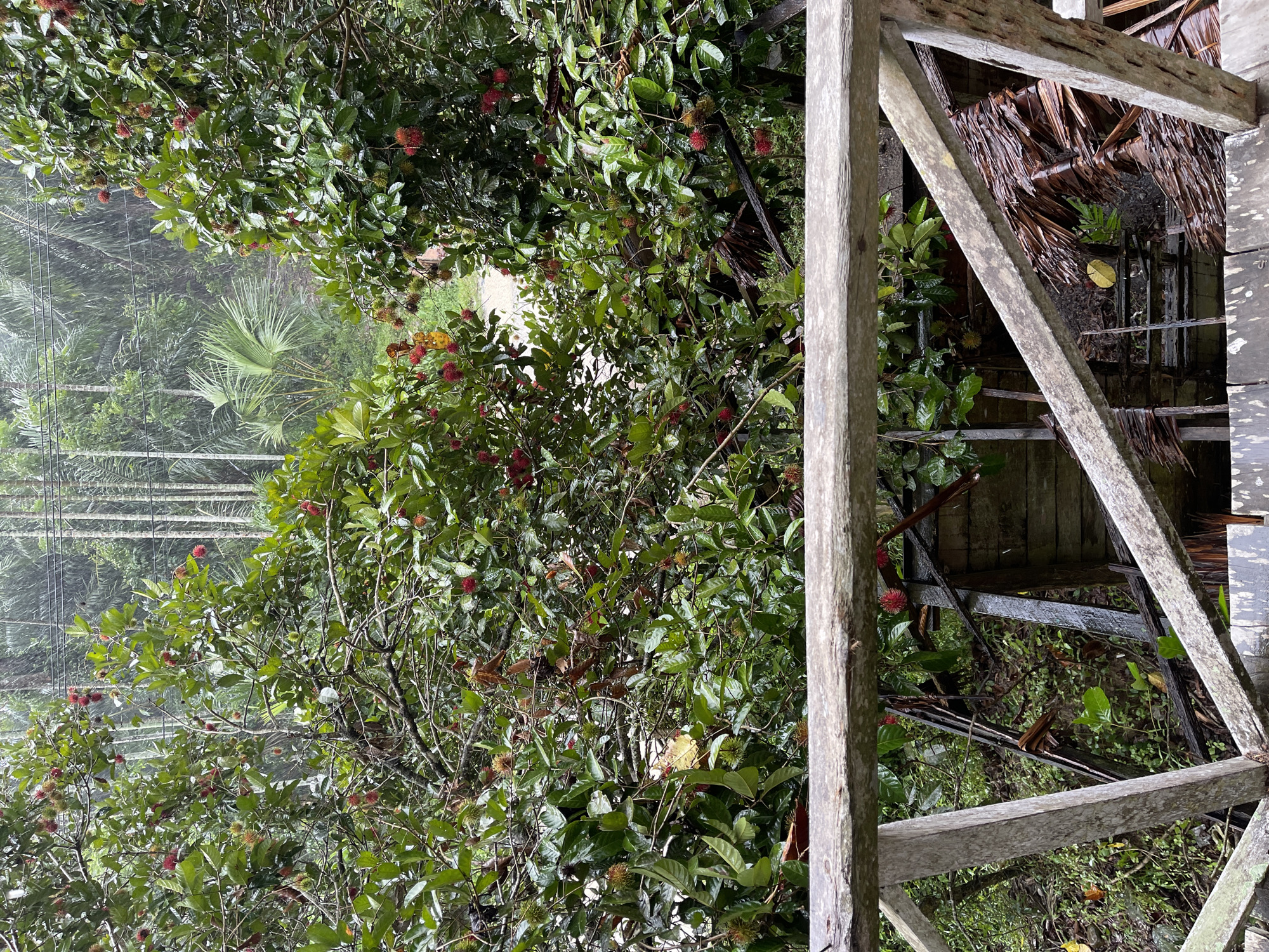 This is an outdoor, eye-level, medium shot taken on a cloudy day. The image shows a lush green rambutan tree laden with ripe red fruit, growing amidst a dense, tropical forest with tall palm trees in the background. The foreground features a weathered wooden railing, suggesting a vantage point overlooking the scene. The forest appears to be experiencing light rain, with visible water droplets on the leaves and a misty atmosphere. The presence of fallen palm fronds and decaying wooden structures hints at a remote, possibly abandoned, location within the humid tropical environment of Beurandangkrueng, Indonesia. There are no people or animals visible in the frame.