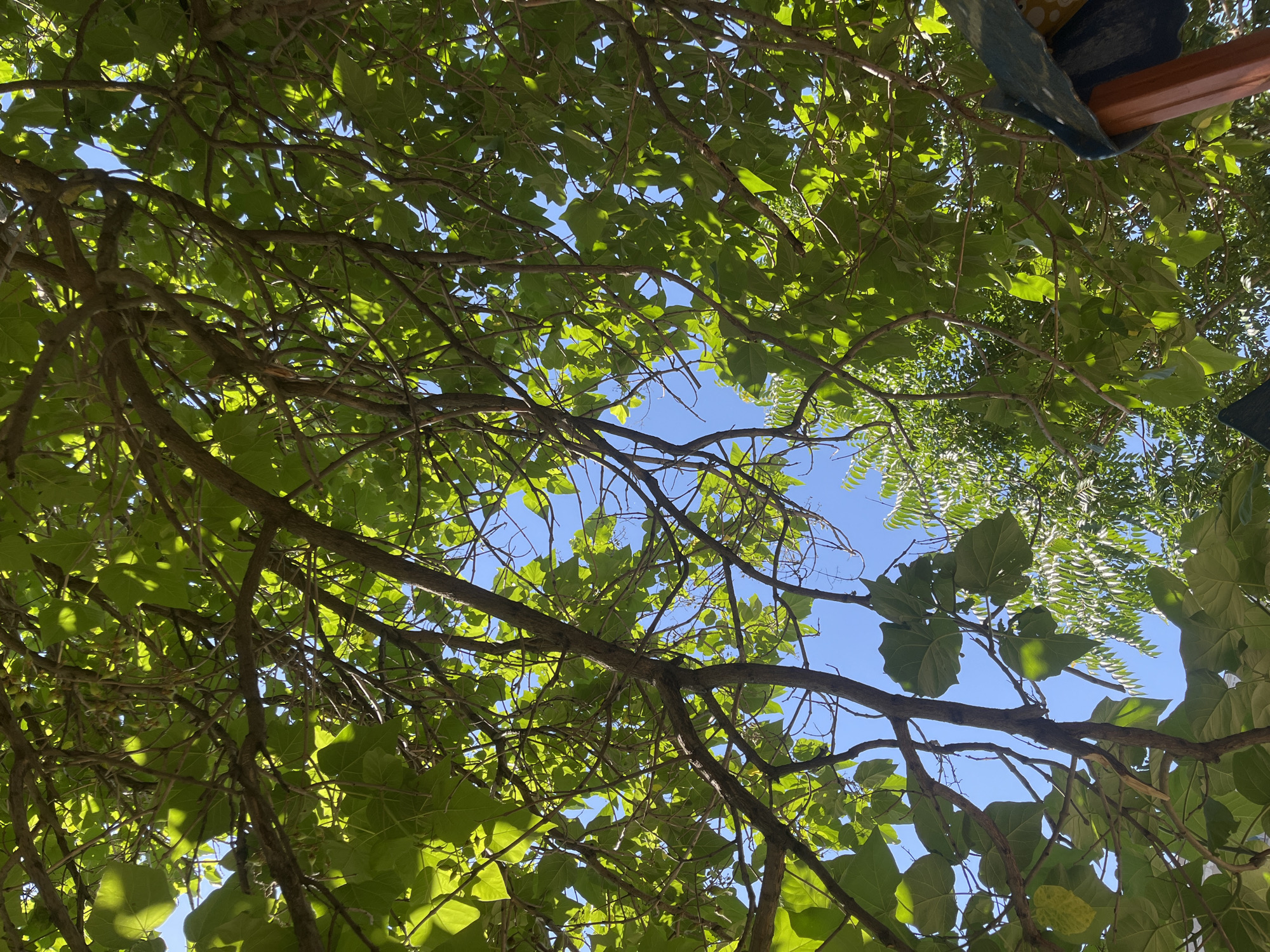 The image is an upward-facing view of a tree canopy against a bright blue sky. The foreground is dominated by the branches and large, green leaves of a deciduous tree, casting dappled shadows. Some of these leaves show minor damage, with small holes or ragged edges.
In the upper right quadrant, a portion of a structure is visible, featuring a wooden beam and a section of fabric or tarp with a blue and white pattern. The fabric appears to be part of an awning or shade structure. Further back, the feathery leaves of a different type of tree or shrub are visible against the sky.
The bright sky suggests it is daytime, likely sunny. The scene is outdoors, and given the vibrant green foliage, it is probably spring or summer. The image conveys a sense of being under a tree, perhaps in a park, garden, or outdoor seating area. There is no visible text. The overall mood is peaceful and natural. The location is Odesa, Ukraine.