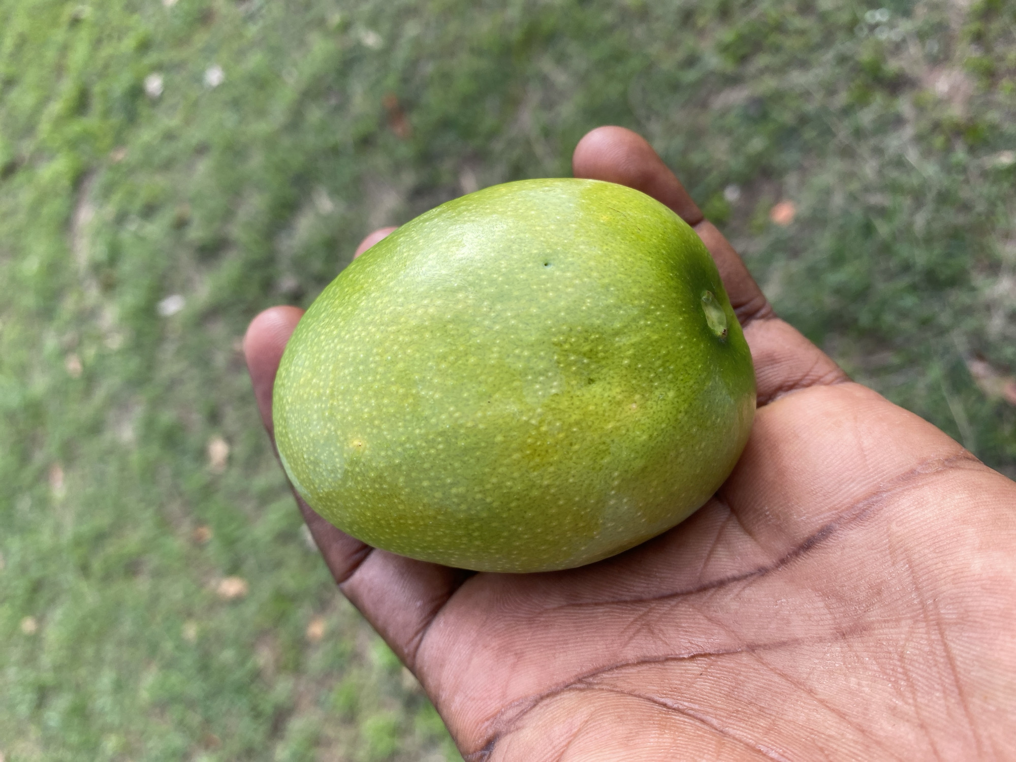 A hand, presumably of a dark-skinned individual, is holding a green, oval-shaped fruit. The background is blurred and appears to be green vegetation, possibly grass. The fruit has a slightly textured surface and some minor imperfections. There is no information in the image to confirm the location is Vom, Nigeria.
