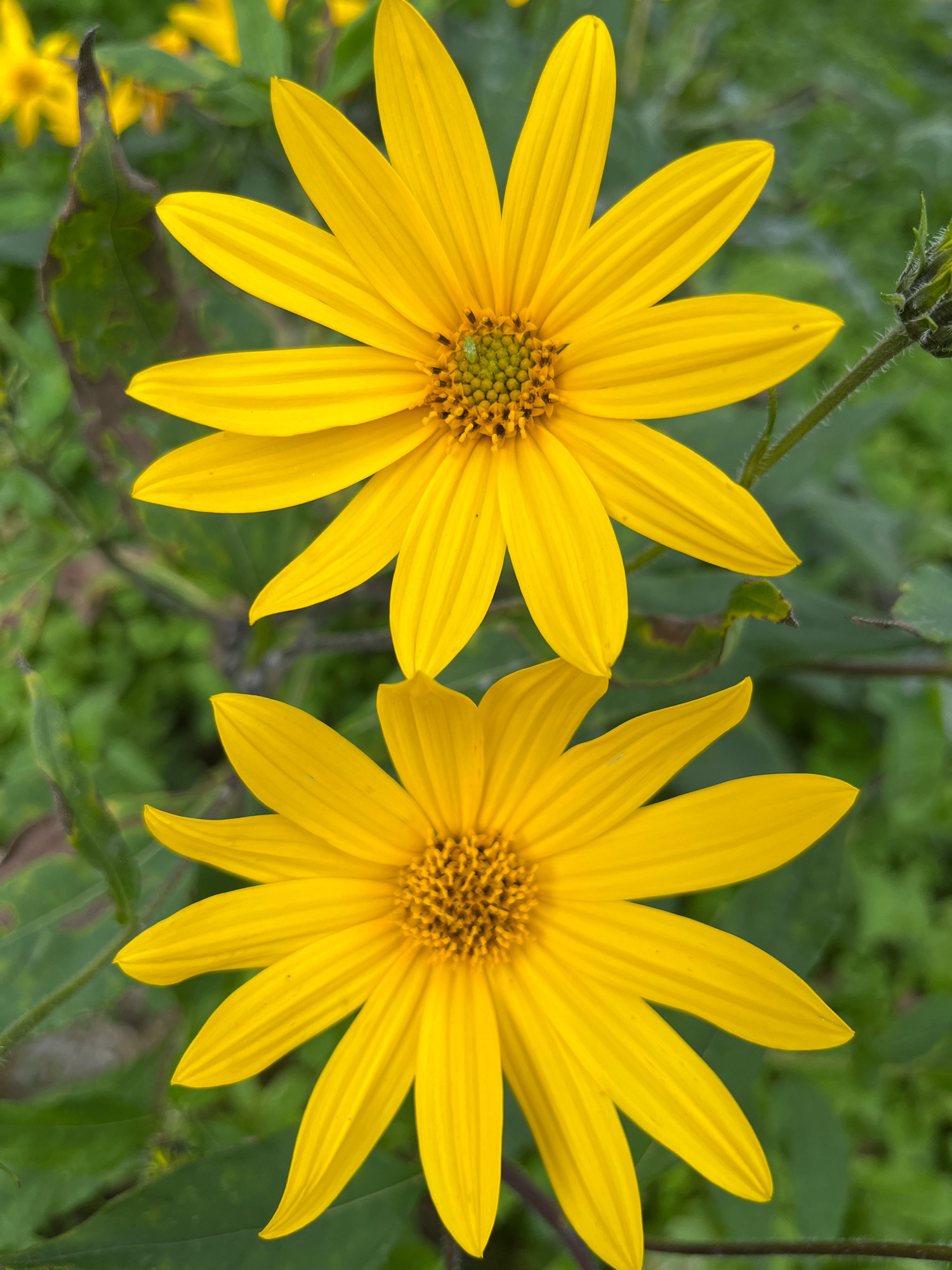 The image displays two vibrant yellow flowers with multiple petals and dark brown centers, set against a blurred green background of foliage. One flower is positioned above the other, with both angled slightly. The lighting suggests an outdoor setting, likely during daylight hours, with the focus on the natural beauty of the flowers. The background shows hints of other yellow flowers and some darker, possibly wilting leaves. There are no people or man-made structures visible. The image is a close-up, highlighting the intricate details of the flowers, such as the texture of the petals and the central disc florets. The overall impression is one of a serene natural scene. Based on the provided information, the location cannot be determined to be Kaunas, Lithuania, as no contextual details within the image or its description point to this specific city.