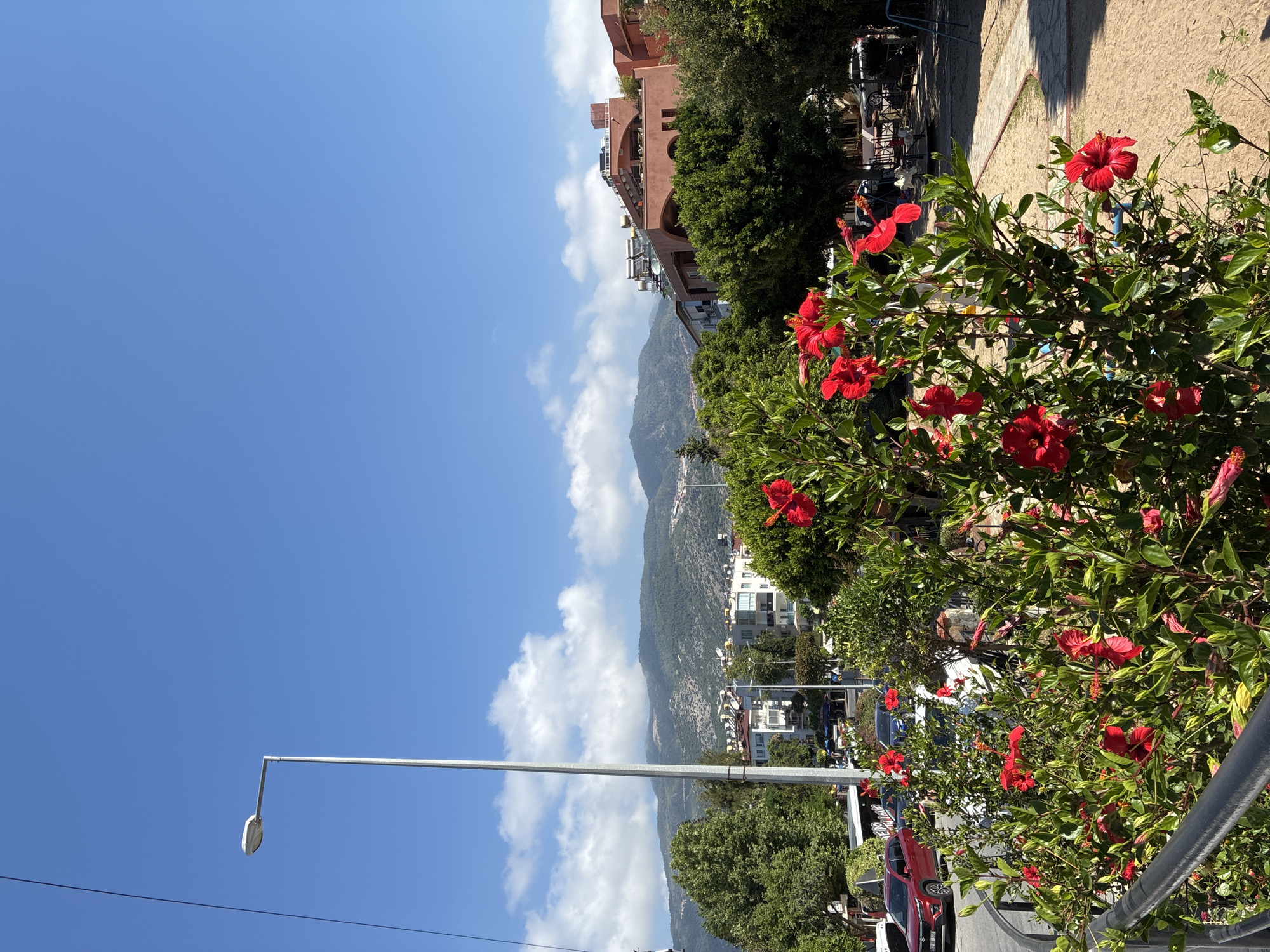 The image captures a sunny, outdoor scene in Alanya, Turkey, featuring a street, buildings, mountains, and vibrant flora under a clear blue sky.
In the foreground, a large bush filled with numerous bright red hibiscus flowers and dense green leaves occupies the right side of the frame. A metal railing is visible along the bottom edge, suggesting a pedestrian area or barrier. To the left, a tall, slender lamppost extends vertically against the sky.
The midground reveals a street with parked cars, including a red vehicle, alongside various buildings. One prominent structure is a multi-story building with terracotta-colored walls and arched architectural details, partially framed by green trees. Other buildings, mostly light-colored, are scattered amongst the greenery, leading towards the mountainous backdrop.
In the background, a range of lush, green mountains dominates the horizon, with some peaks partially obscured by fluffy white clouds. The sky above is a clear, brilliant blue with scattered white clouds, indicating a bright and sunny day, likely during midday or early afternoon. The overall atmosphere is vibrant and warm. There is no visible text in the image.