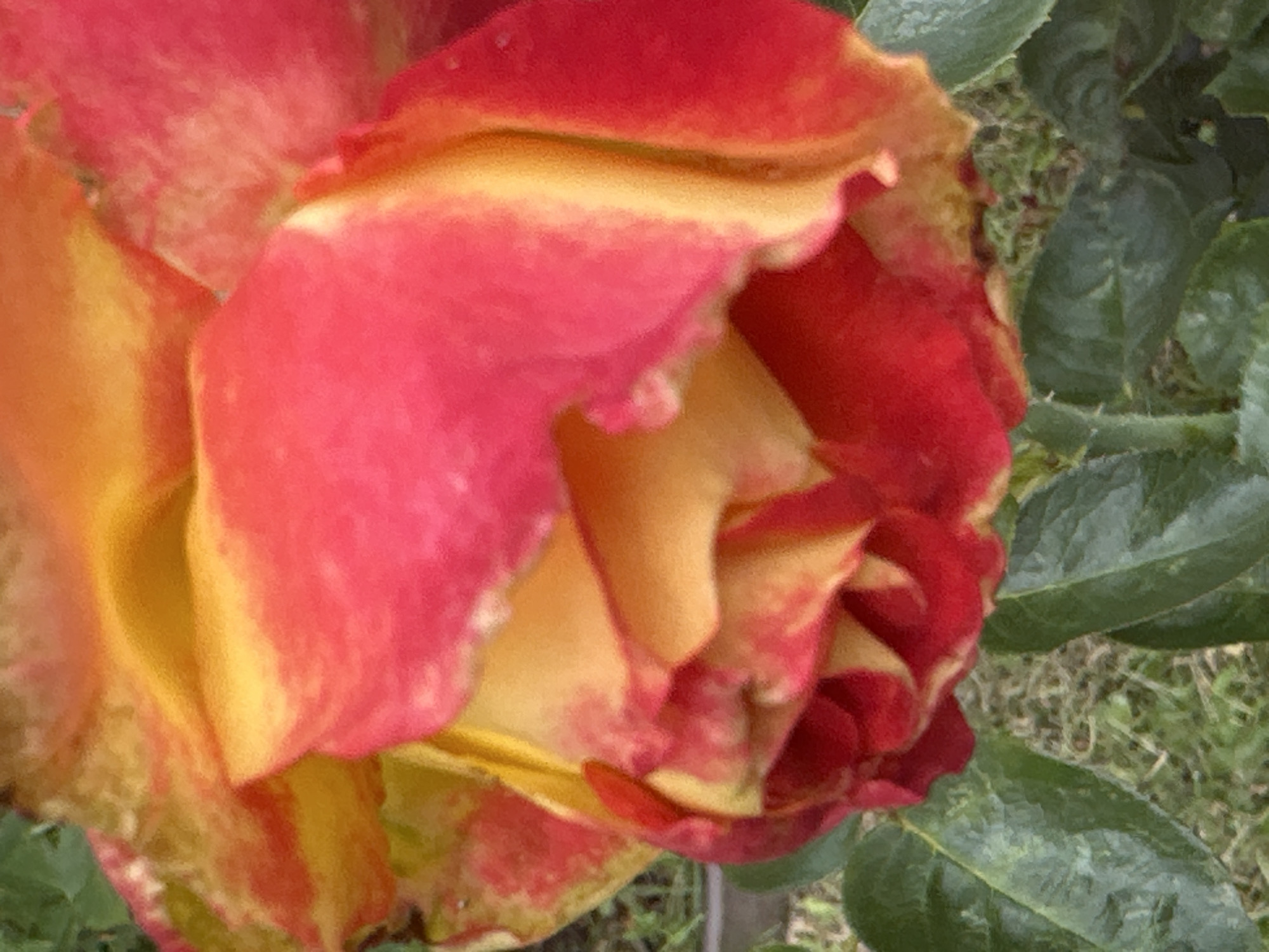 A close-up shot captures the petals of a rose, exhibiting a gradient of colors ranging from deep red to vibrant yellow. The rose is partially open, with its layers of petals intricately folded. Green leaves are visible at the bottom of the frame, with a hint of grass and foliage in the background. The overall impression is that of a delicate bloom in a natural setting. No specific location in Podolsk, Russia can be determined from this image.
