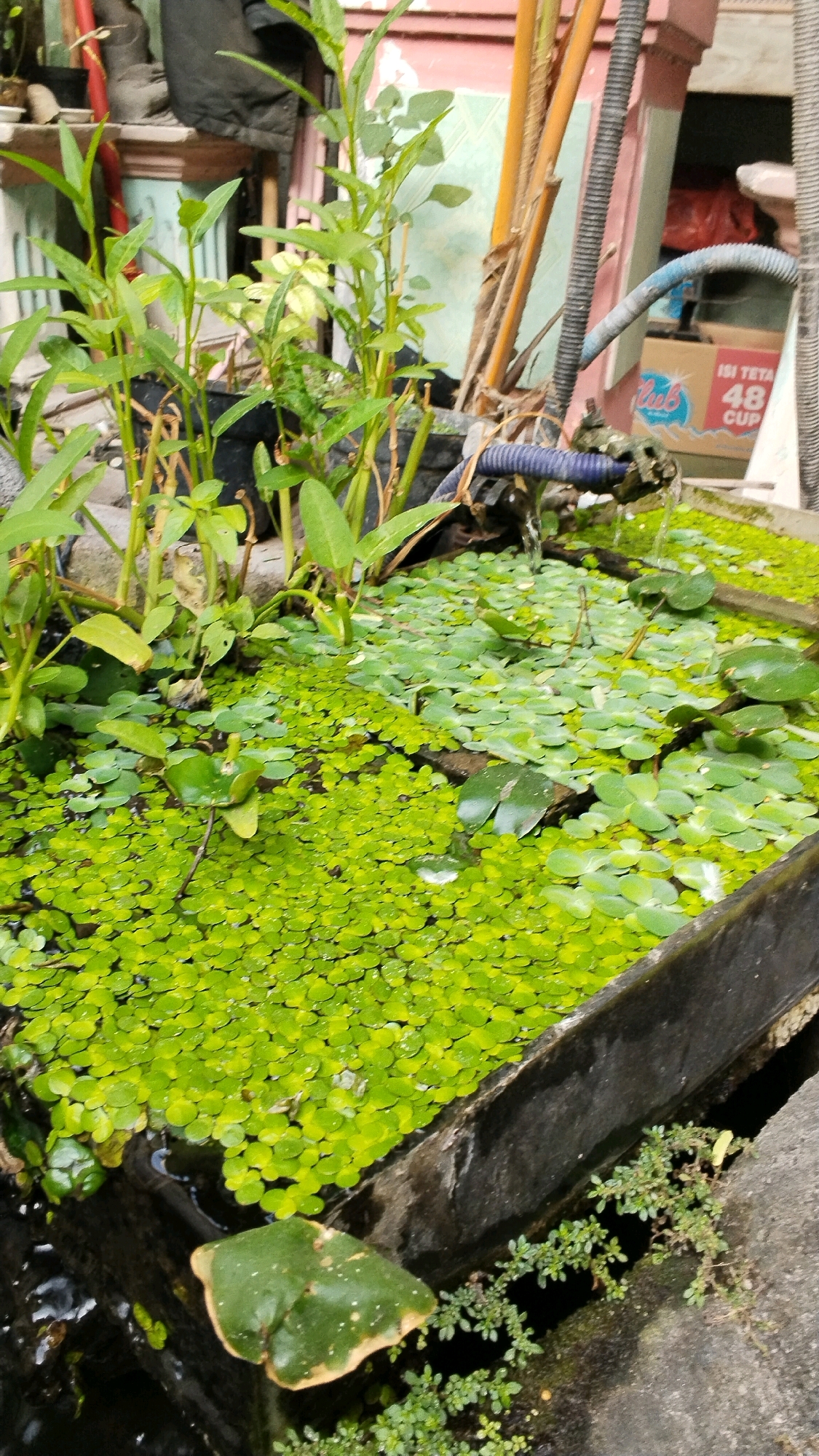 In Penompo, Indonesia, a close-up shot focuses on a man-made pond filled with water plants. The pond is contained within a dark, rectangular structure. The water's surface is densely covered with small, round, bright green floating leaves, likely duckweed, interspersed with larger, more oval-shaped leaves, possibly from water lilies. Several upright green plants with long stems and lance-shaped leaves grow from the edge of the pond. In the background, various objects are visible, including a corrugated pipe, a cardboard box with text including "ISI TETA 48 CUP", and bamboo-like stalks. The overall impression is of a natural, albeit contained, aquatic environment within an urban or semi-urban setting.