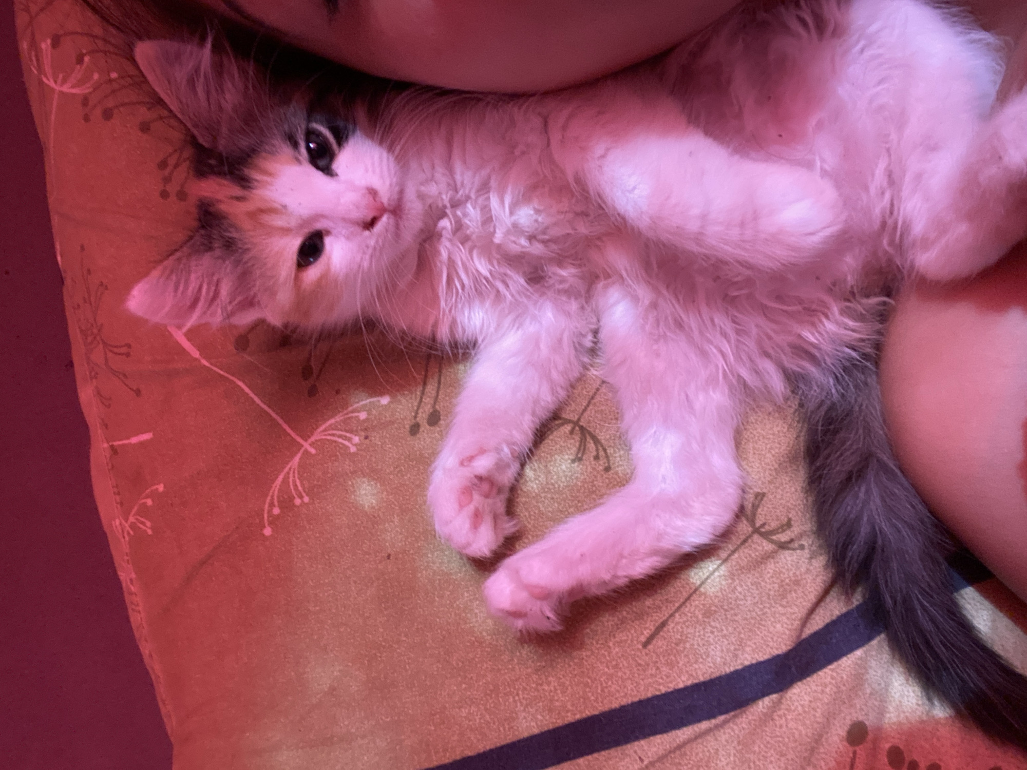 The image depicts an indoor scene in the city of Unknown, Unknown. A young feline, likely a kitten, is positioned centrally, lying on its back with its hind legs bent and its front paws slightly raised. Its fur displays calico markings, predominantly white on the belly and paws, with patches of dark brown/black and orange/tan on its head and ears. Under the strong red/pink artificial lighting, the white fur appears pinkish, and the darker fur takes on deep purplish tones. Its eyes are partially closed, and its pink nose is visible. A bushy, dark grey tail is visible extending towards the lower left.
A human presence is indicated by a partial view of a face/head on the upper right and an arm/torso on the lower right, against which the kitten rests. The human's skin also appears reddish due to the lighting. The background consists of a patterned textile, possibly a bedsheet or blanket, appearing yellowish-orange with faint white or pink floral/botanical motifs. A dark blue vertical stripe is visible on the left side of the fabric. The entire scene is illuminated by a distinct red/pink artificial light source.