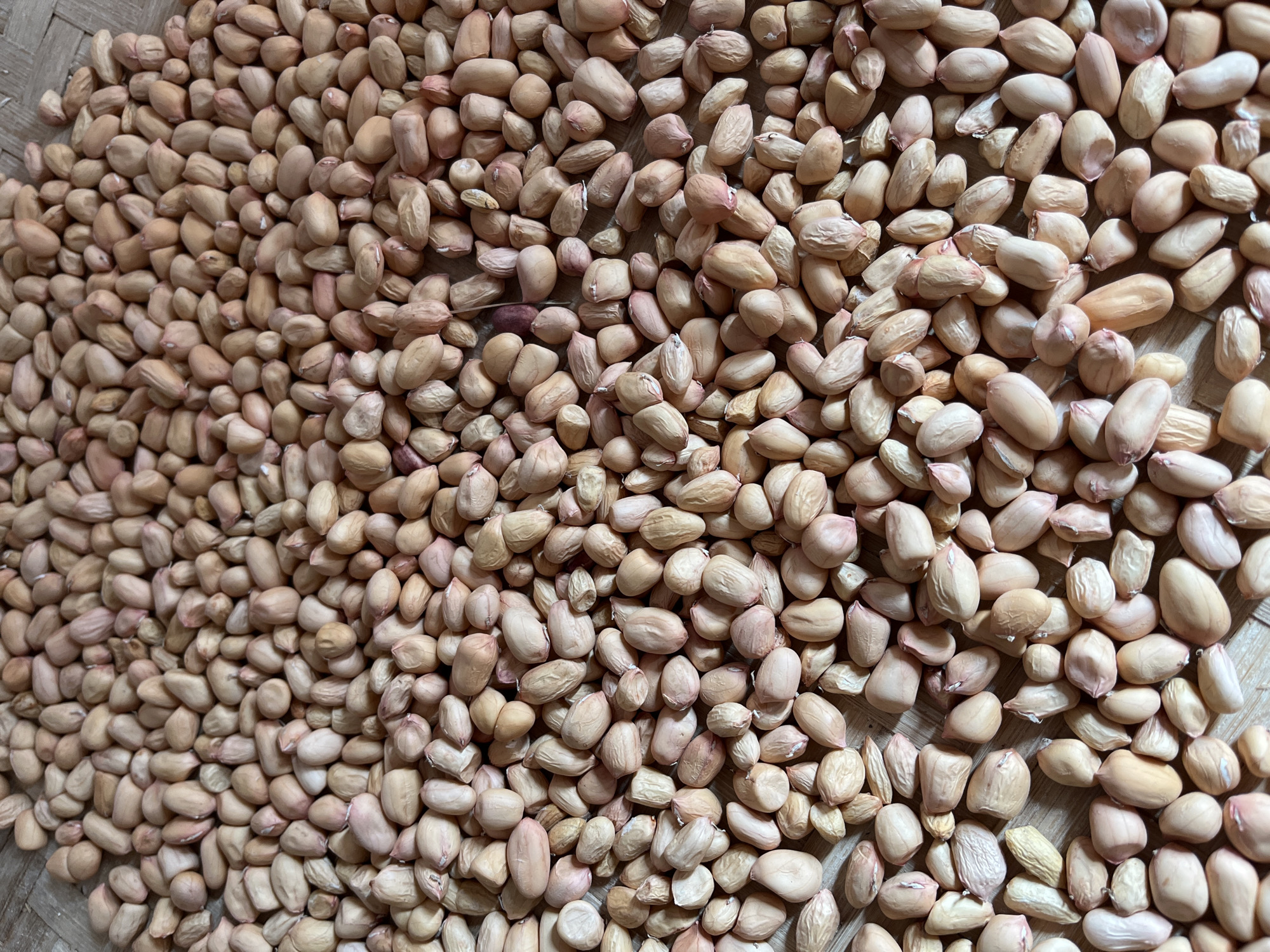 A close-up, overhead shot showcases a dense, sprawling pile of raw peanuts spread across a light brown, textured surface, likely a wooden floor or table in Kemangguhan, Indonesia. The peanuts are predominantly light tan with occasional hints of pink or reddish-brown from their skins. They vary in size and shape, with some appearing smooth and plump, while others are slightly wrinkled or elongated. The arrangement is organic and seemingly unorganized, with individual peanuts overlapping and nestled together, creating a textured landscape of edible legumes. No people, actions, or specific interactions are depicted, making it a still-life composition focused solely on the natural product. The lighting appears to be natural, casting soft shadows that highlight the contours of the peanuts.