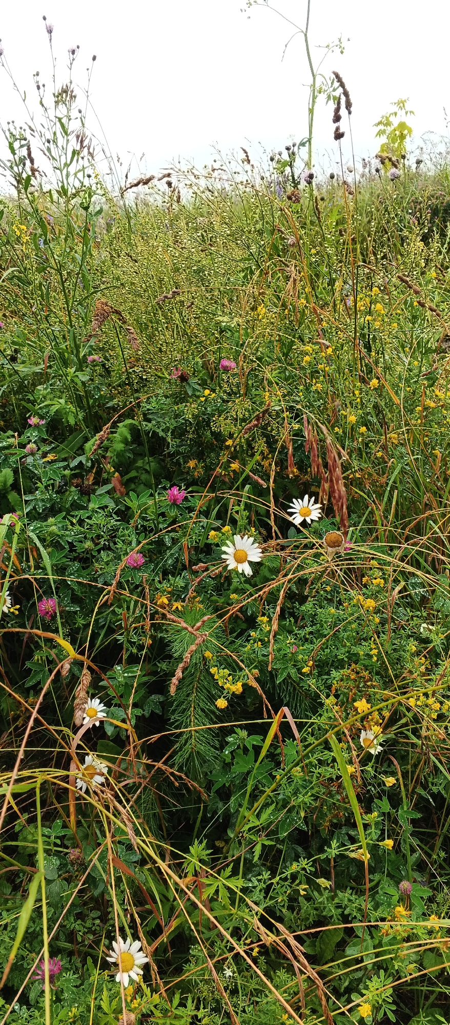 The image depicts a dense, wild meadow filled with a variety of wildflowers and grasses. Several white daisies with yellow centers are visible, along with numerous small yellow flowers and pink clover-like blossoms. The vegetation is lush and appears to be damp, with visible water droplets on some leaves and petals. Tall grasses and stalks with seed heads are intertwined throughout the scene, creating a natural and slightly overgrown appearance. The background is a blur of green foliage and sky. The scene is characteristic of a natural landscape, likely a meadow or roadside verge, in or around the village of Podgornoye, Russia. No people or animals are present in the image.