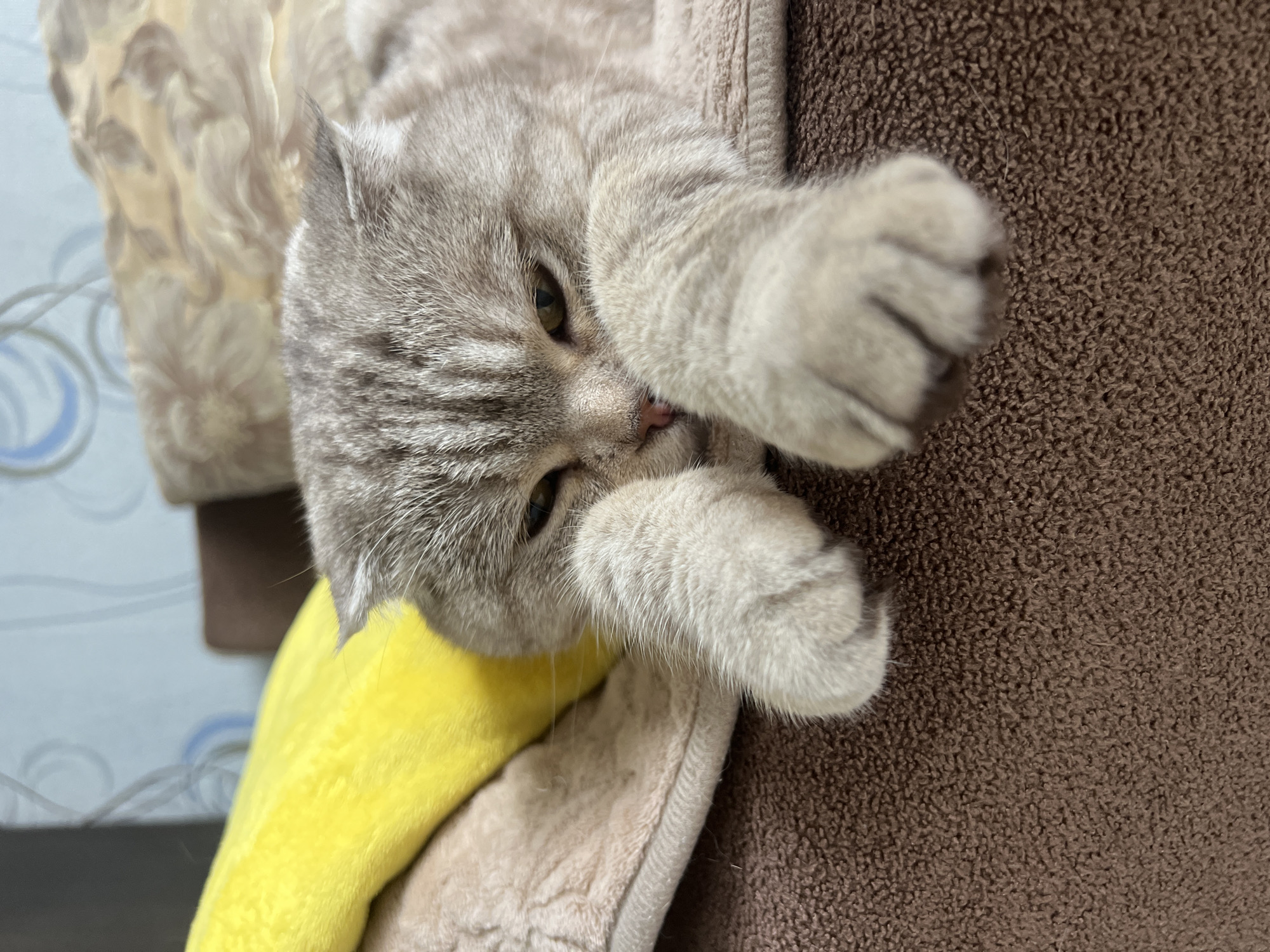 A domestic cat, appearing to be a Scottish Fold breed due to its folded ears, is the central subject of this close-up, vertically oriented image. The cat has light grey and silver tabby fur with darker stripes and appears to be in a relaxed or playful pose, lying on soft furnishings. Its head is slightly tilted, and its left paw covers part of its face, revealing one of its green eyes looking directly towards the viewer. Its nose is a soft pink.
The cat is resting on a textured, light beige or tan fabric, with a more prominently textured, shaggy brown fabric visible to its right. A bright yellow, soft blanket or piece of fabric is visible beneath and to the left of the cat's head. In the background, a light blue wall with a faint, circular, light-toned pattern (possibly wallpaper or a decorative element) is partially visible. The lighting is soft and even, suggesting an indoor setting, likely a home in Chaikovsky, Russia. The cat's posture and visible eye convey a sense of calm and possibly shyness or playfulness. There is no visible text in the image.