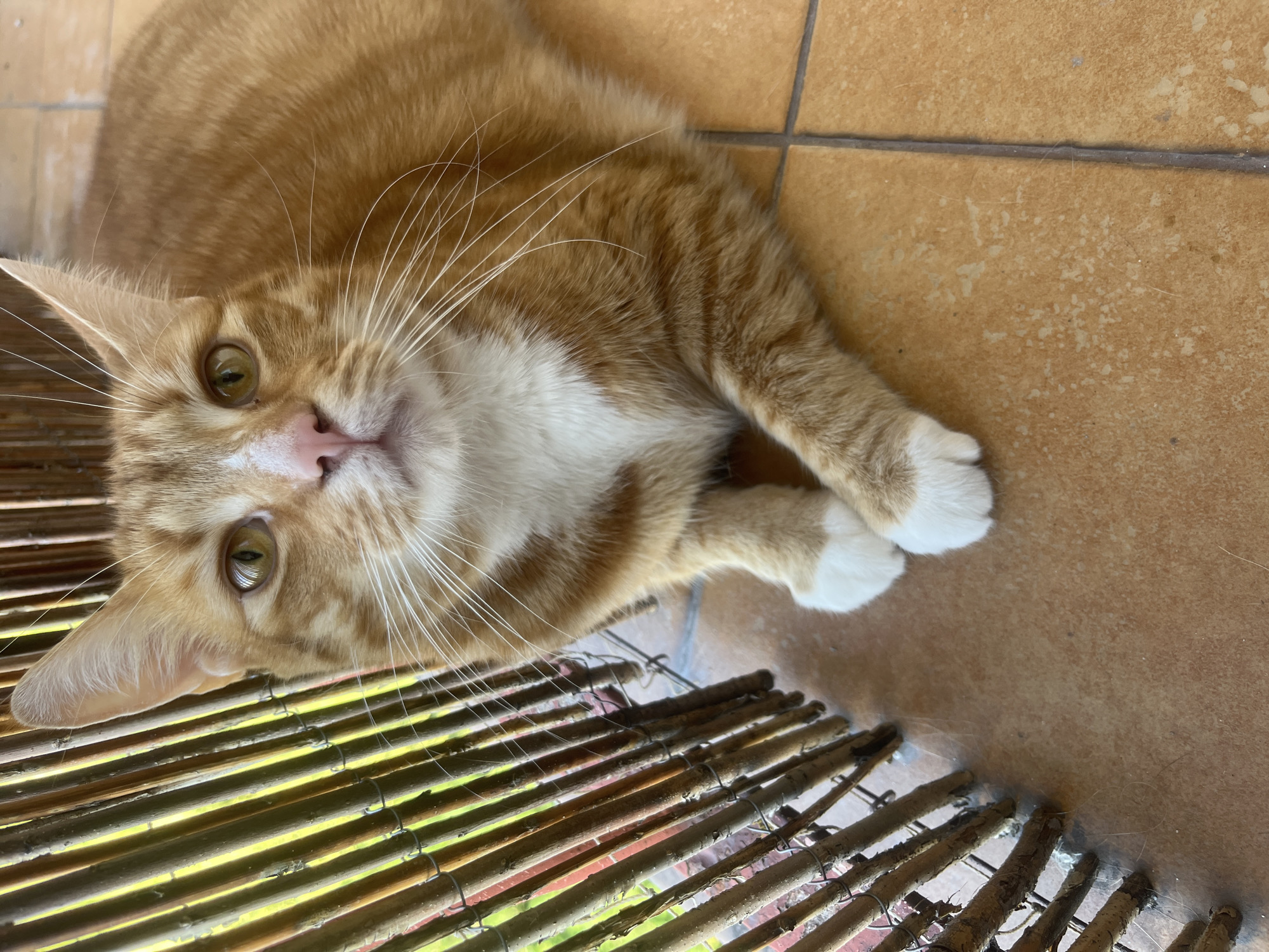 An orange tabby cat with white paws and chest is lying on a tiled floor next to a bamboo fence. The cat is looking directly at the camera with its eyes open. The bamboo fence is made of thin, vertical stalks bound together with wire. The floor tiles are a warm, orange-brown color. The background appears to be outdoors, possibly a patio or balcony. There is no indication of the location being in Zabrze, Poland.