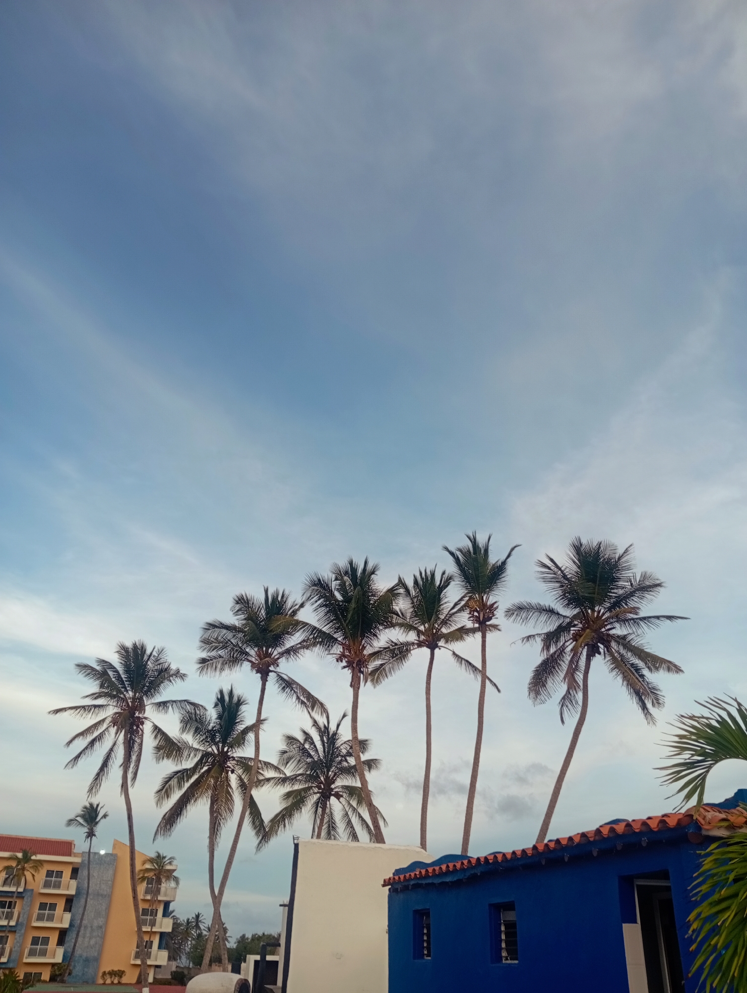 This photo was taken in Playa El Agua, Venezuela. It showcases a cluster of palm trees against a backdrop of a blue sky. In the foreground, there is a mix of buildings, including a multi-story yellow building with multiple balconies on the left and a blue building with a red-tiled roof on the right. The blue building has windows and an open doorway visible. A plain white structure is also present between the palm trees. The palm trees are tall and slender, with their fronds swaying against the sky.