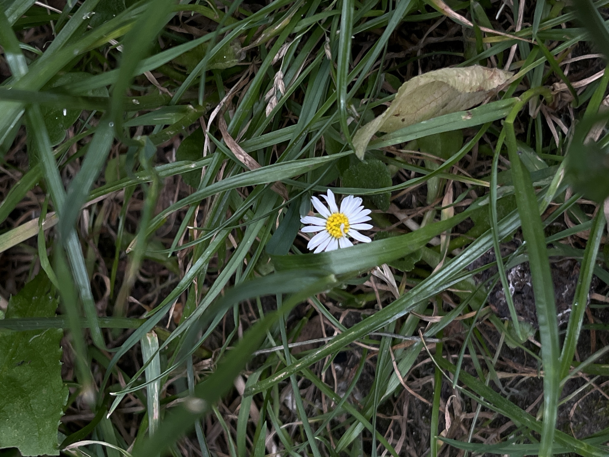 A single white daisy with a yellow center blooms amidst green grass and dry leaves on the ground. The image appears to be taken in a natural setting, possibly a park or backyard, in the city of Lviv, Ukraine. The lighting is overcast, creating soft shadows. No people are visible in the frame.
