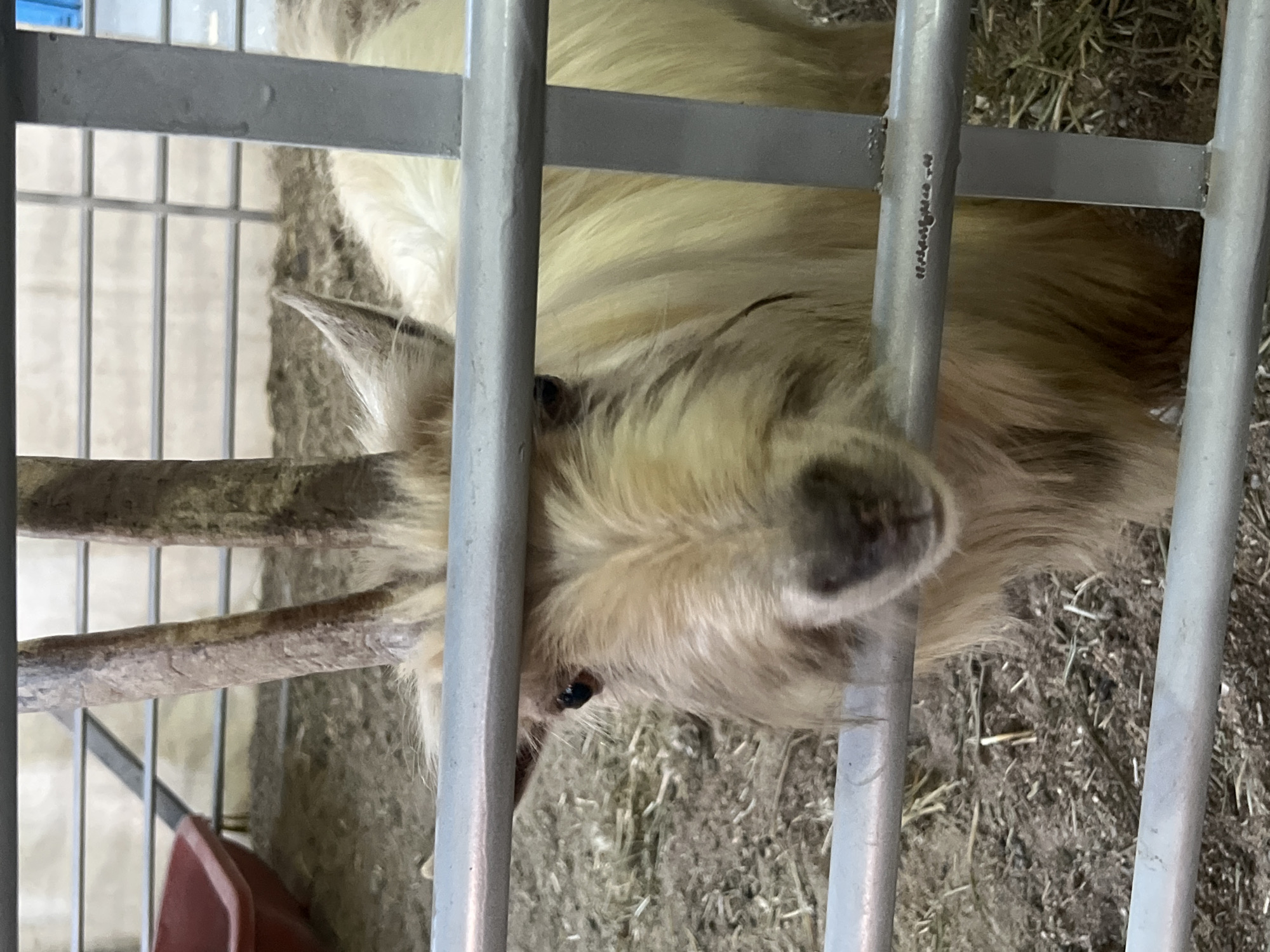 The image shows a goat with long horns behind a metal fence. The goat has light-colored fur, and the horns are textured and gray. The background consists of straw or hay on the ground, and a red object is visible in the lower-left corner of the image. The location is Unknown, Unknown.