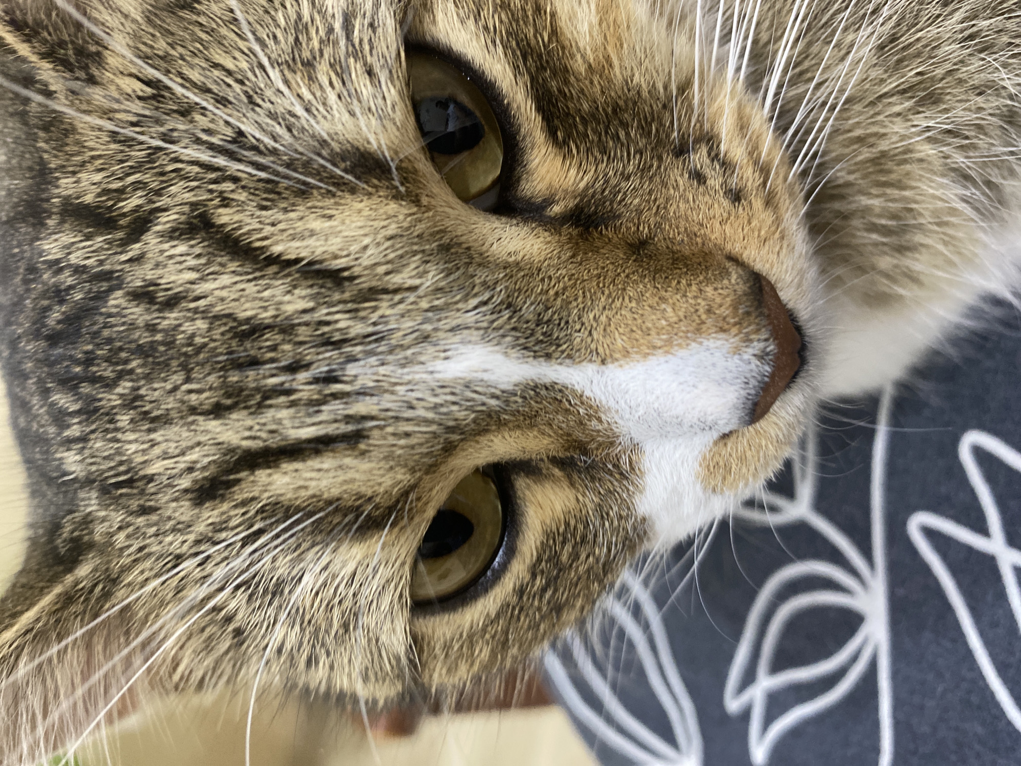 A close-up, eye-level, indoor shot features the face of a tabby cat with brown, black, and white fur. The cat's amber eyes are looking directly at the camera. The cat's nose is pinkish-brown, and it has white whiskers. The cat is resting on a dark gray fabric with a white floral pattern. The background is blurred and appears to be a domestic setting. The image was taken in Novokuybyshevsk, Russia.