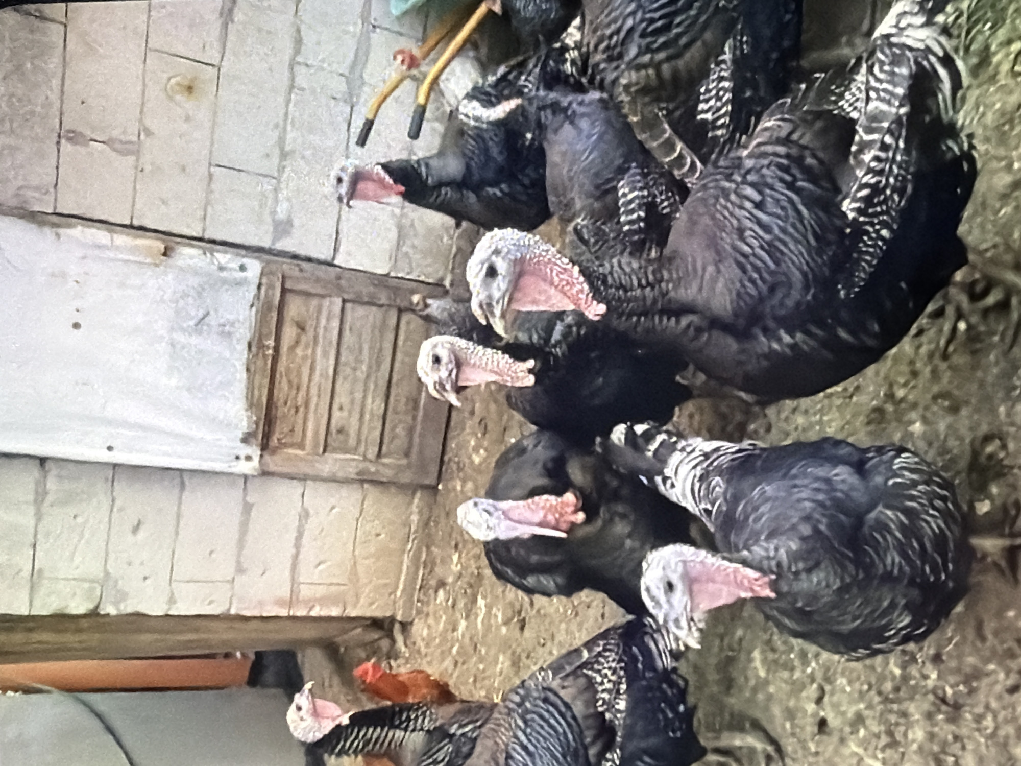 A flock of turkeys are gathered in a rural, enclosed area. The ground is covered in dirt and straw. To the left, a portion of a wooden structure is visible, as well as a bright orange pipe. The turkeys are predominantly black with iridescent feathers and have pink wattles and red combs on their heads. Some of the turkeys are facing the camera, while others are looking away. In the background, a brick wall and a wooden door are visible. There is also a glimpse of a single reddish-brown chicken near the left side of the image. The scene appears to be a farm or a backyard enclosure.