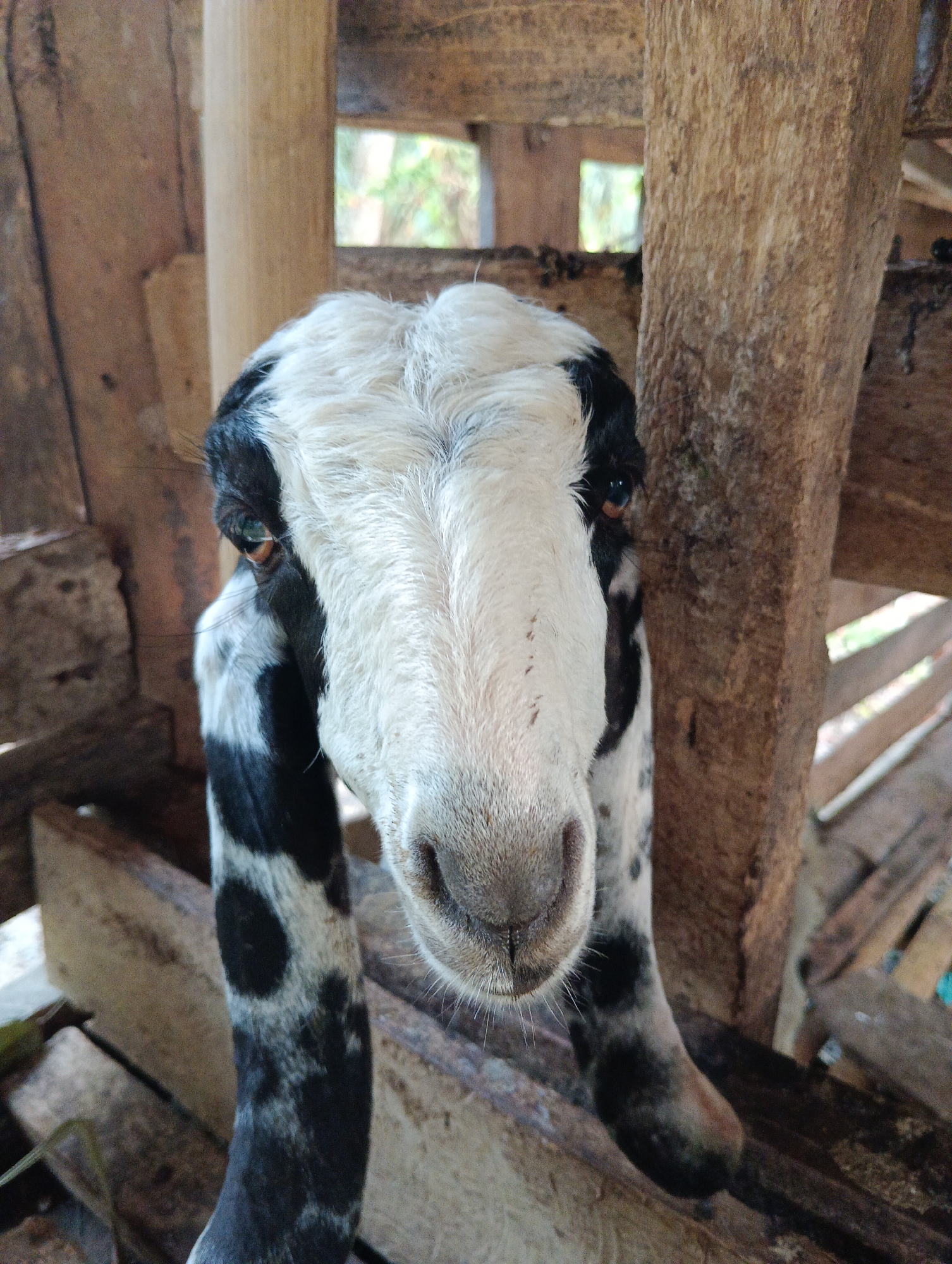 A close-up, head-on shot focuses on the face of a black and white patterned goat inside a wooden enclosure. The goat's head is white with black markings around its eyes and down its neck, where the black patches become larger and more irregular. Its nose is wet and pinkish-grey, with coarse white whiskers. The goat's ears hang down its sides, also displaying the black and white pattern. The background is a rustic wooden structure, with rough-hewn planks forming the walls and supports of the enclosure. Through gaps in the wood, some green foliage is visible, suggesting an outdoor or partially sheltered environment. The lighting is natural and somewhat diffused. The location is identified as Pematang Jaya, Indonesia, implying a rural or semi-rural setting where such livestock enclosures are common.
