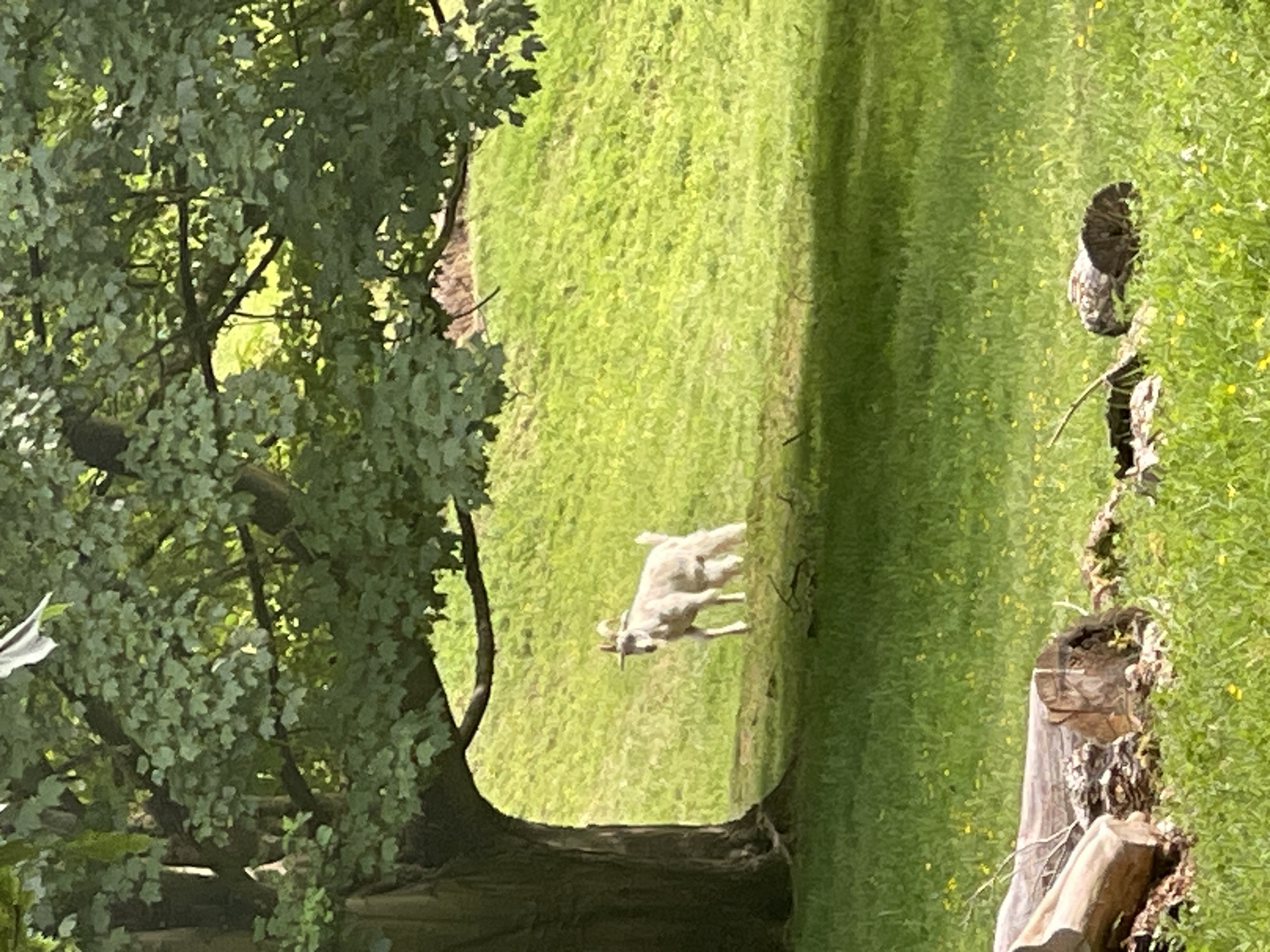 The image presents a goat on a green lawn in a park-like setting. A large tree with dense foliage occupies the left side of the image. To the right, there's a tree stump. The precise location within Maidstone, United Kingdom cannot be determined solely from the visual information.