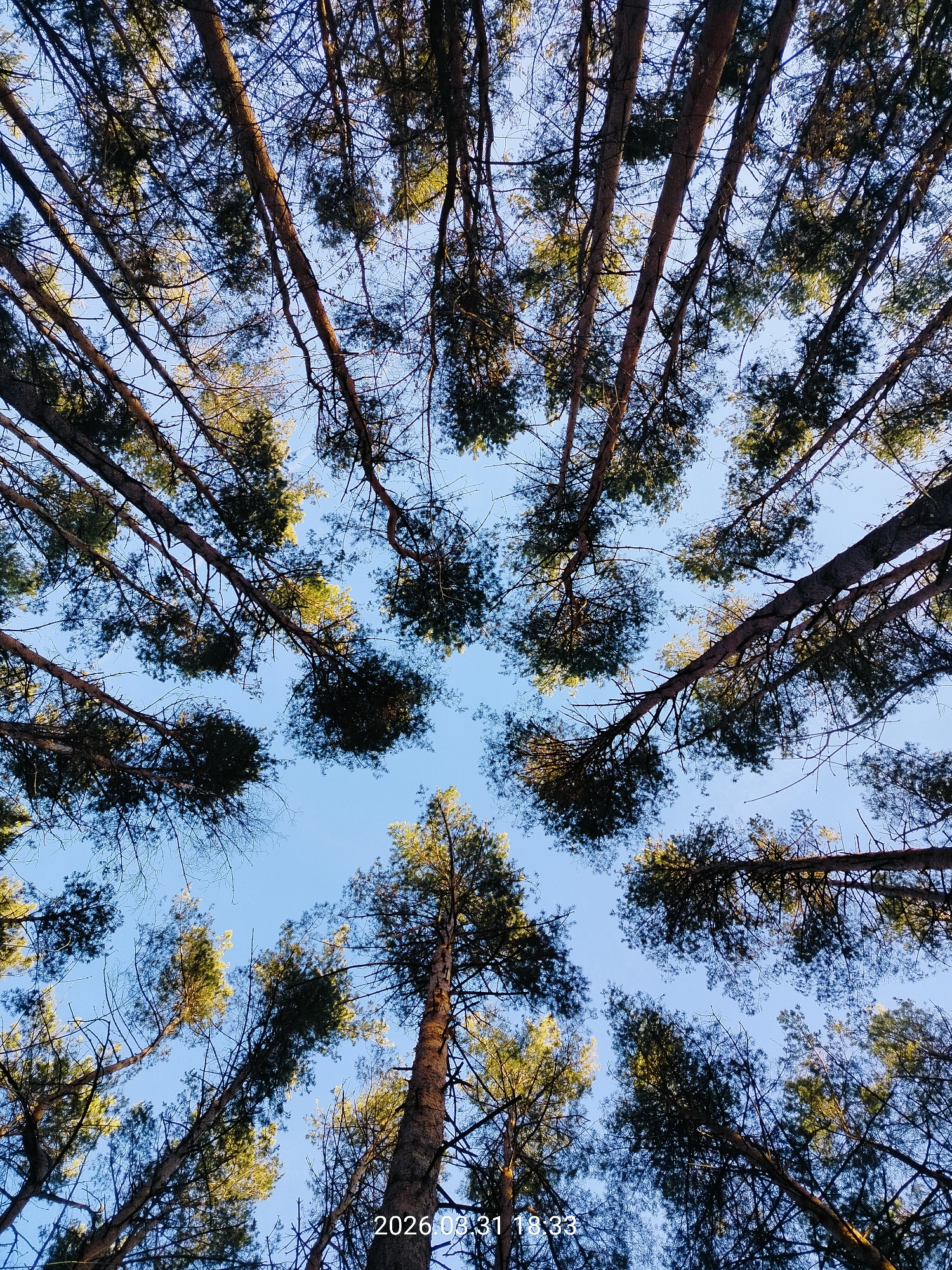 The image presents a view looking directly upwards into a dense forest canopy. Numerous tall, slender trees with brown trunks and green foliage are visible against a light blue sky. The perspective creates a symmetrical pattern with tree trunks radiating outwards from the center of the frame. A faint date stamp "2026 08 31 18:33" is visible in the bottom left corner. This indicates the date the picture was taken. The location, Chaikovsky, Russia, is not discernible from the image itself. The scene depicts a natural environment, with no visible signs of human presence or activity.
