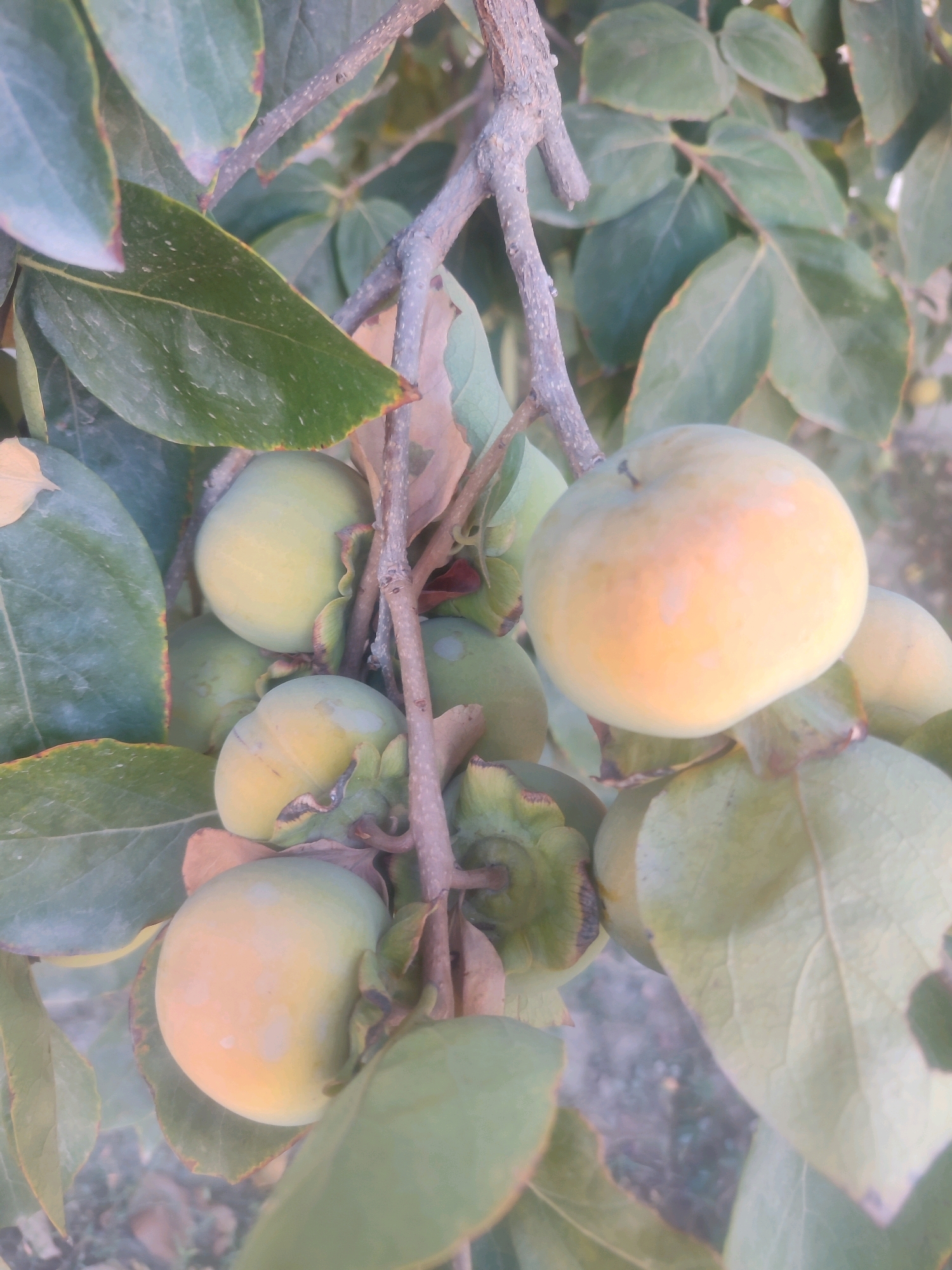 A close-up, vertical shot captures a cluster of unripe persimmons hanging from a branch amongst lush green leaves. The fruits, varying in ripeness from a light green to a pale yellow-orange, are round to oval in shape. The surrounding foliage is broad and leathery, with some leaves showing reddish-brown tips, suggesting a change in season. The texture of the tree's bark is visible on the branch, appearing rough and segmented. The background is blurred, but hints at a natural outdoor setting, possibly an orchard or garden. The lighting appears natural, with soft illumination that highlights the contours of the fruits and leaves. The image is devoid of any human presence or activity. The setting, with its characteristic foliage and climate, is consistent with areas in the city of Tashkent, Uzbekistan, known for its orchards and fruit cultivation.